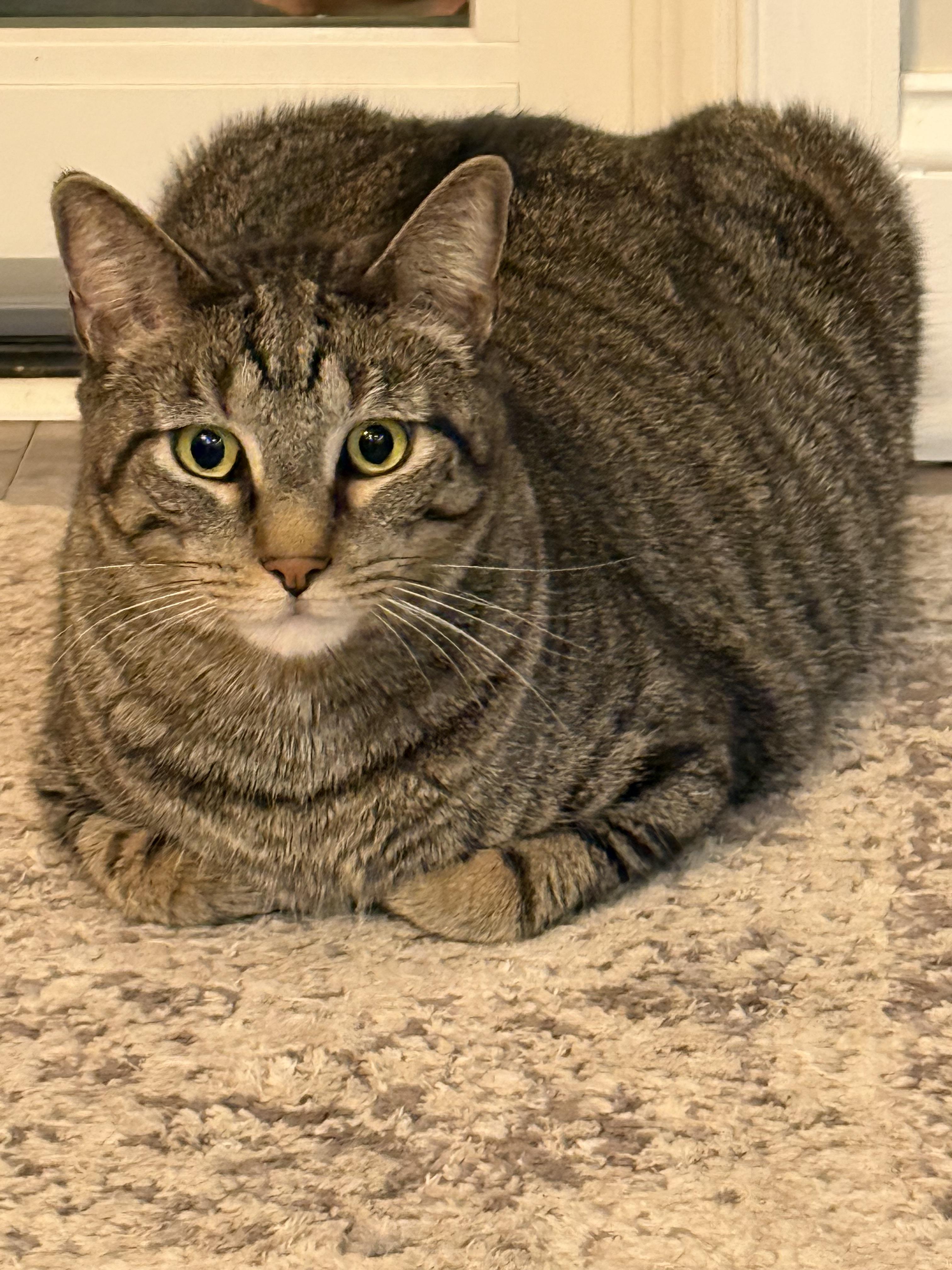 Finnegan, a Adoptable Domestic Short Hair in CANONSBURG, PA image 4/5