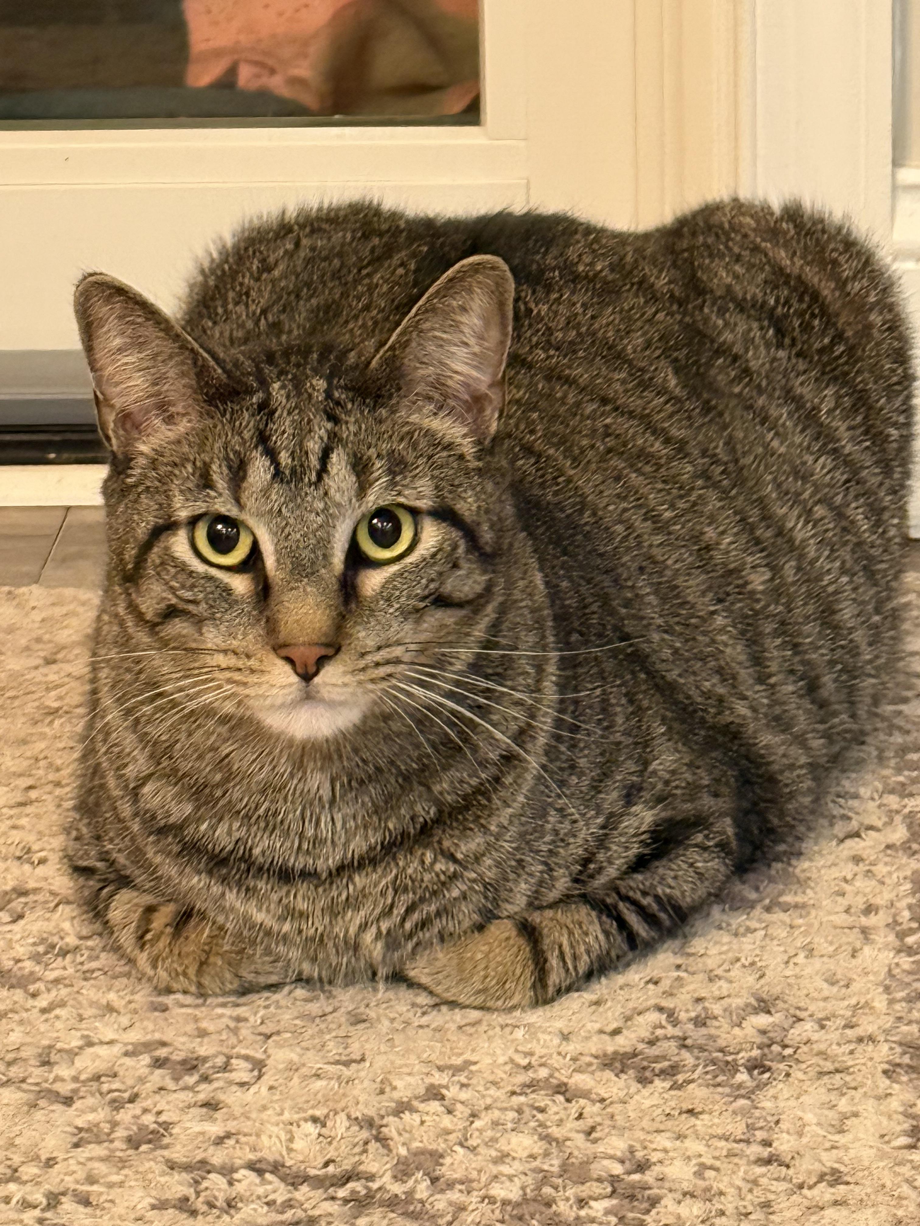 Finnegan, a Adoptable Domestic Short Hair in CANONSBURG, PA image 5/5