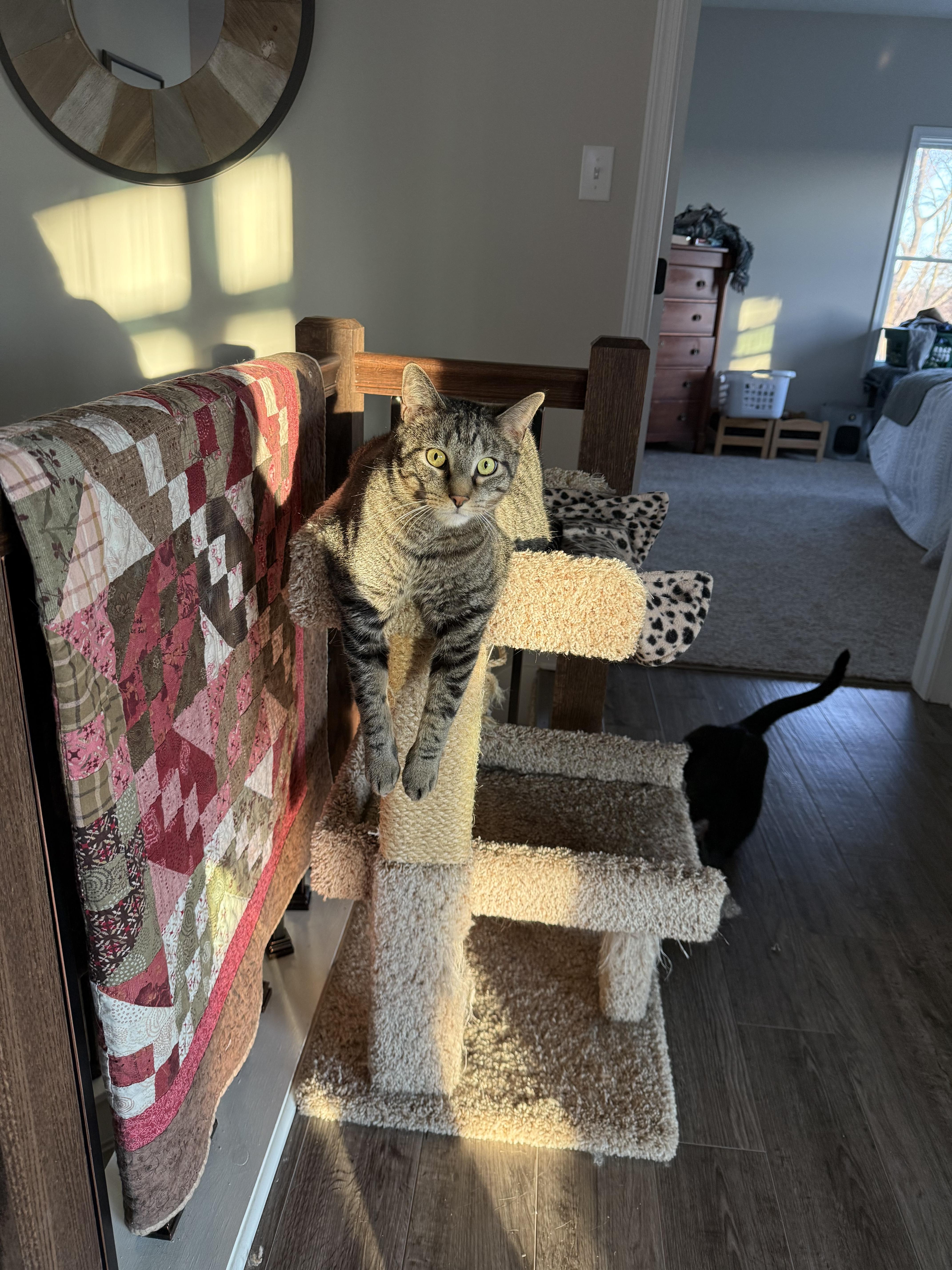 Finnegan, a Adoptable Domestic Short Hair in CANONSBURG, PA image 3/5