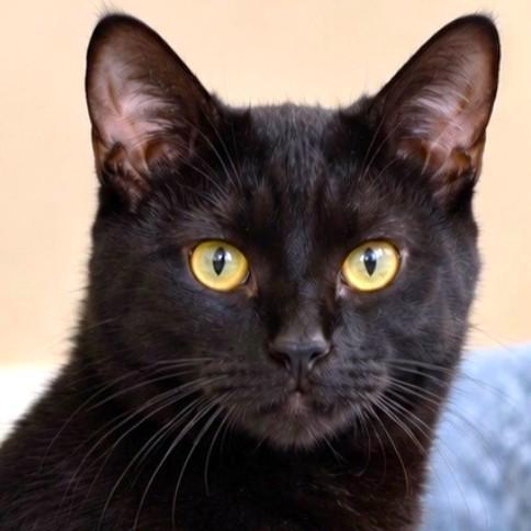 Enlarge BJORN - BOBTAIL BOMBAY (DOG IN A CAT SUIT), a Adoptable Bombay in New York, NY image 2/3