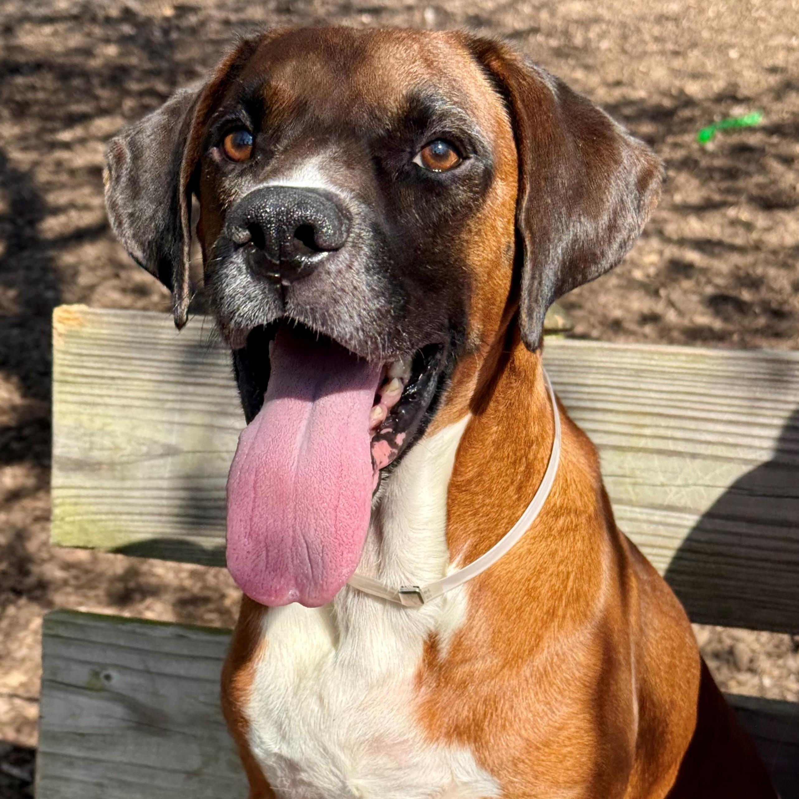 Enlarge Runts- #50782, a ADOPTABLE mixed breed in Columbia, MD image 2/6