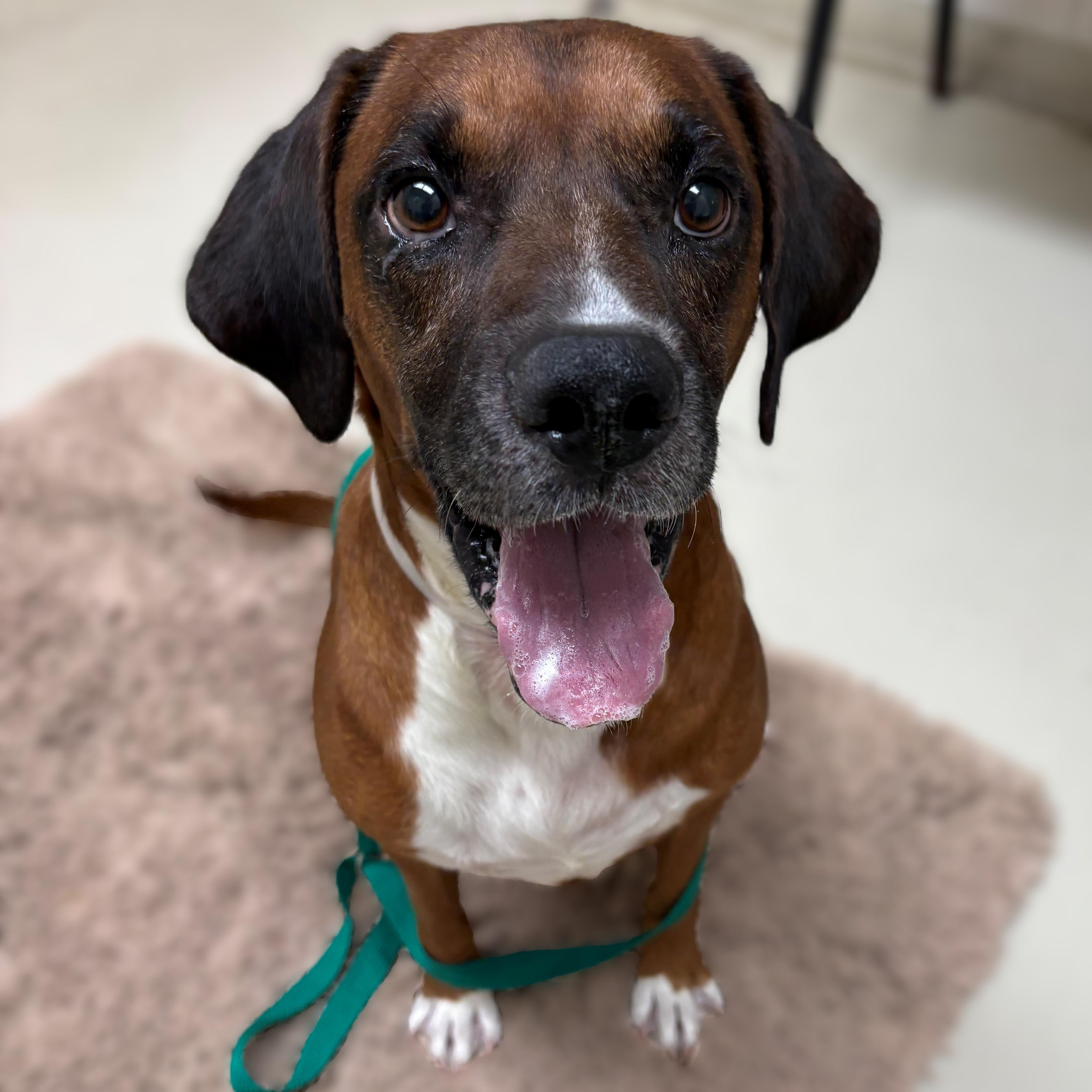 Runtz- #50782, ADOPTABLE, Adult Male Redbone Coonhound & Beagle.