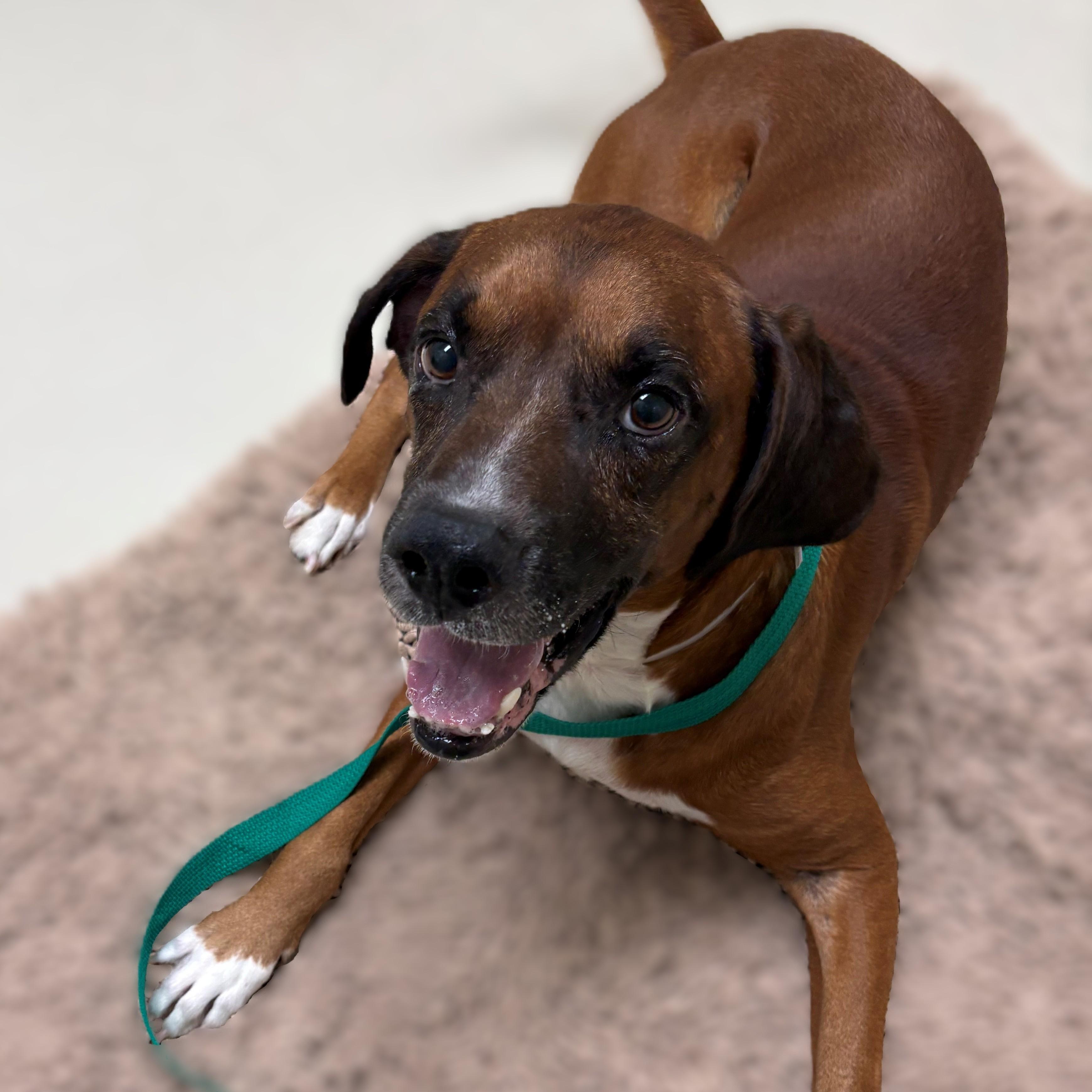 Enlarge Runtz- #50782, a ADOPTABLE mixed breed in Columbia, MD image 2/3