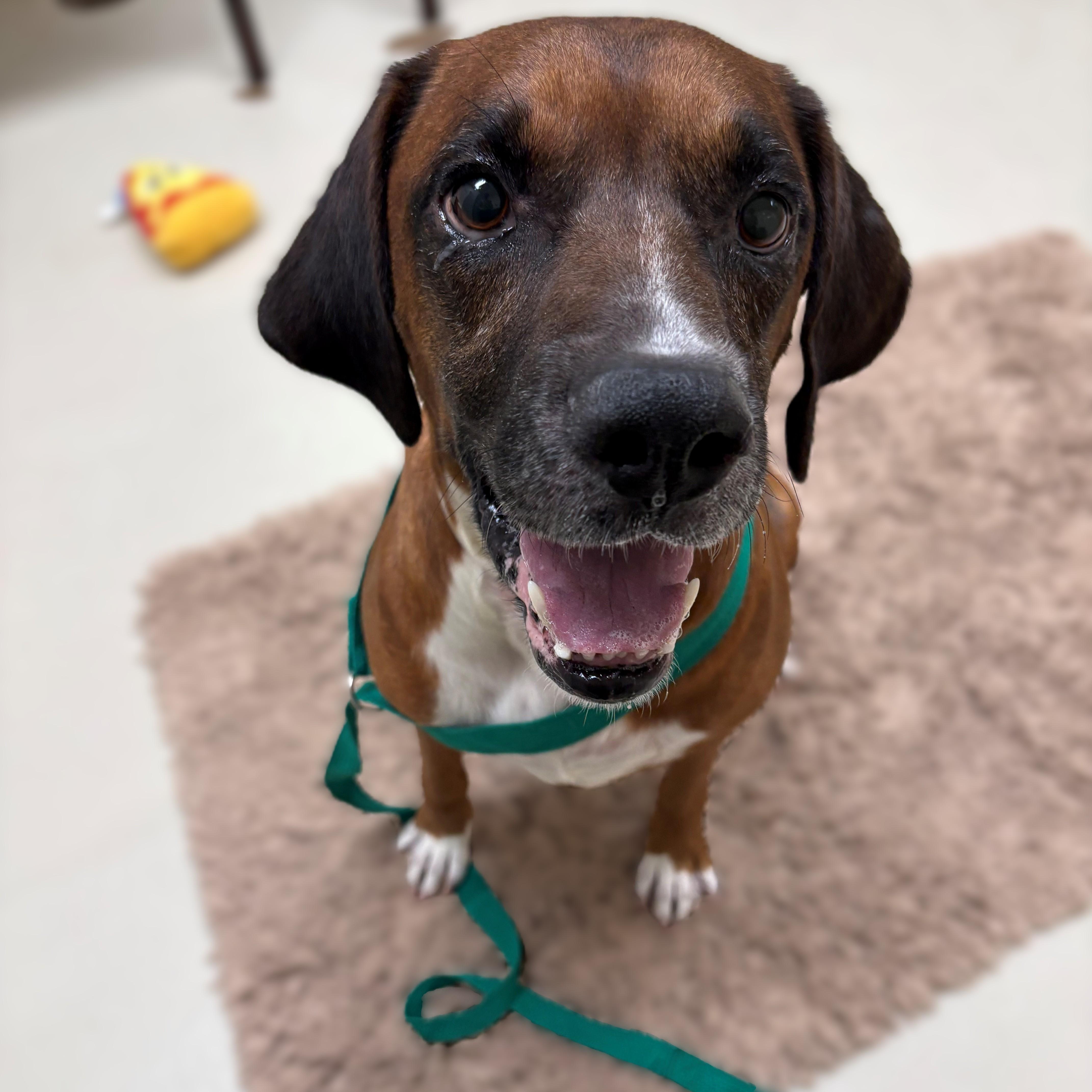 Enlarge Runtz- #50782, a ADOPTABLE mixed breed in Columbia, MD image 3/3