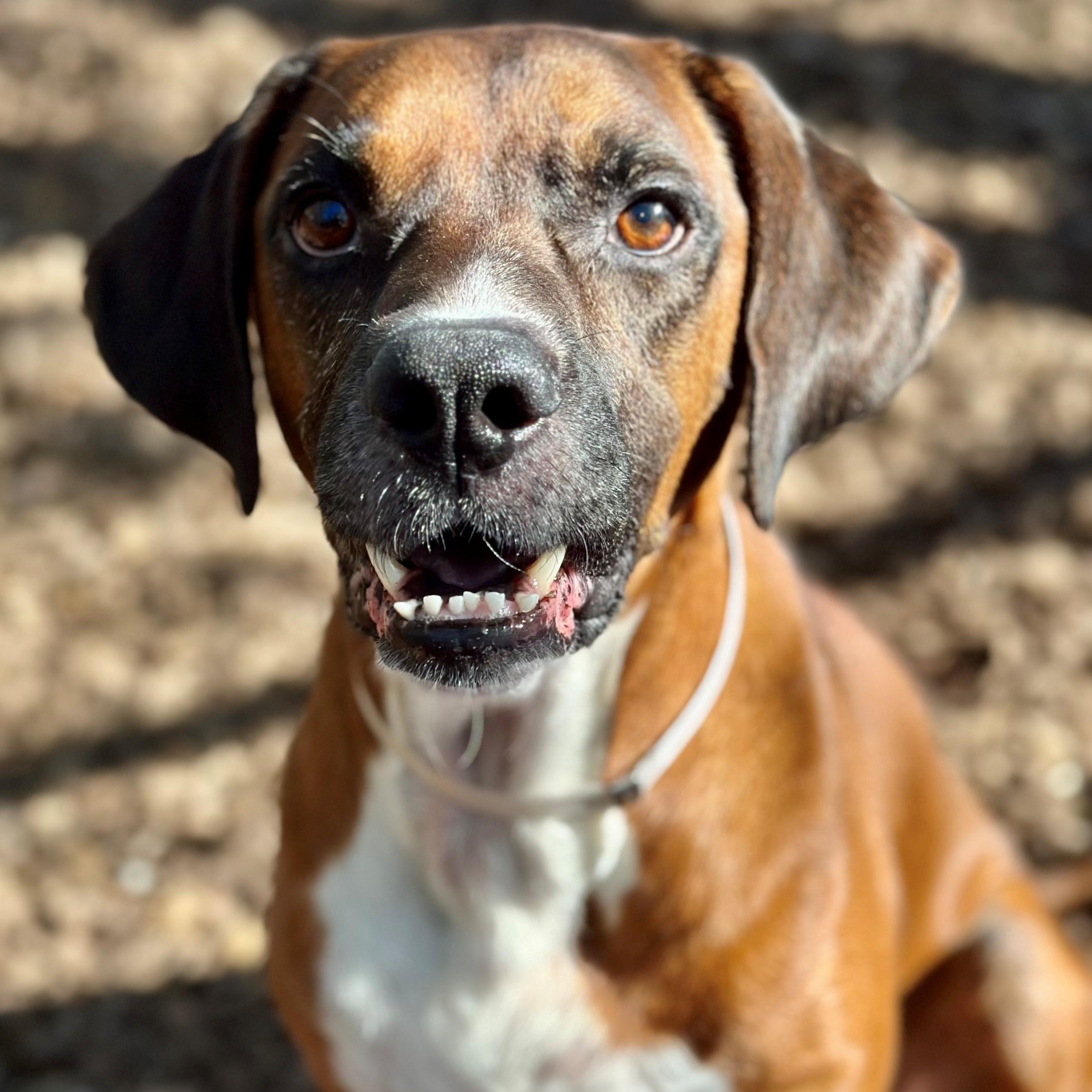 Enlarge Runts- #50782, a ADOPTABLE mixed breed in Columbia, MD image 5/6
