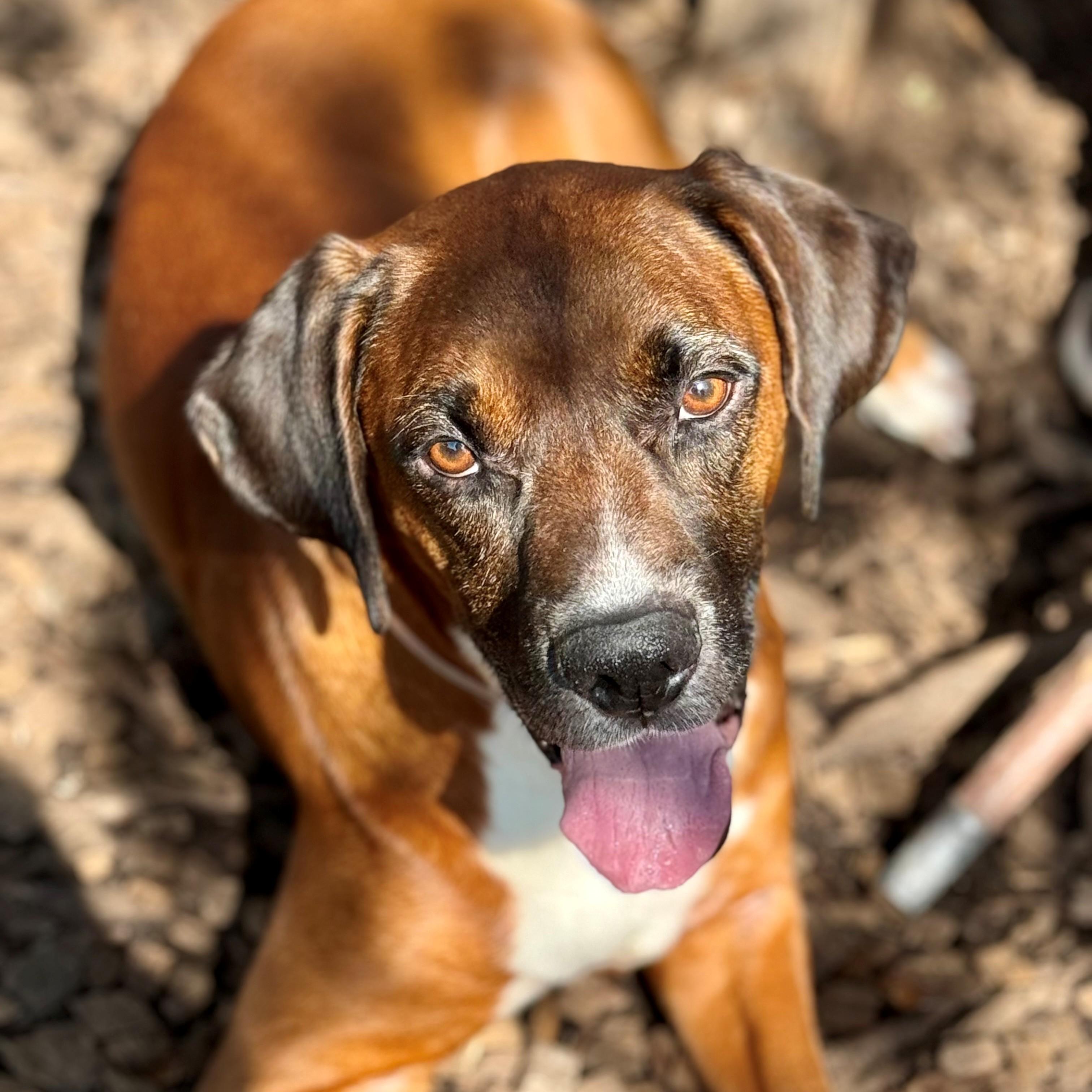 Runts- #50782, ADOPTABLE, Adult Male Redbone Coonhound & Beagle.