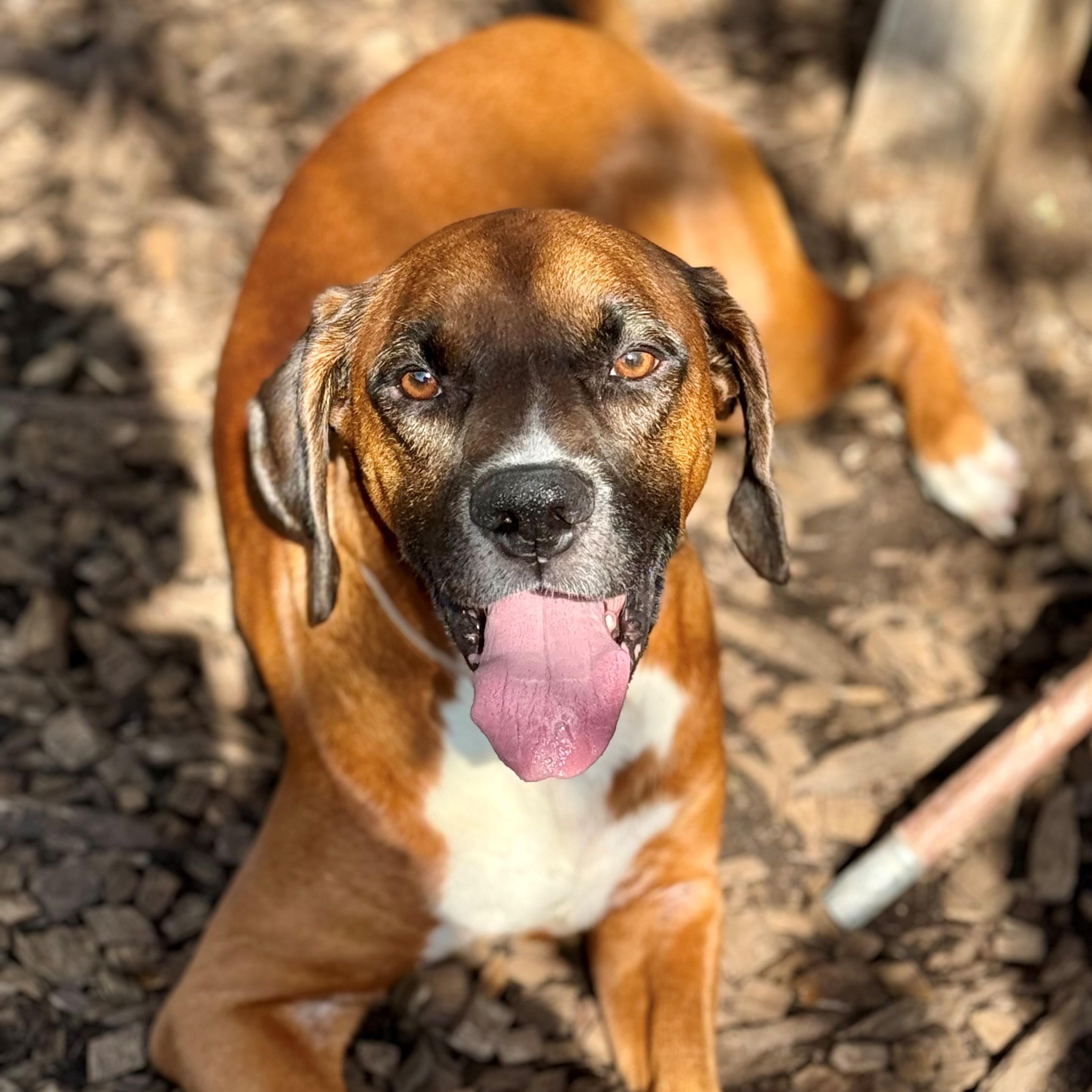 Enlarge Runts- #50782, a ADOPTABLE mixed breed in Columbia, MD image 4/6