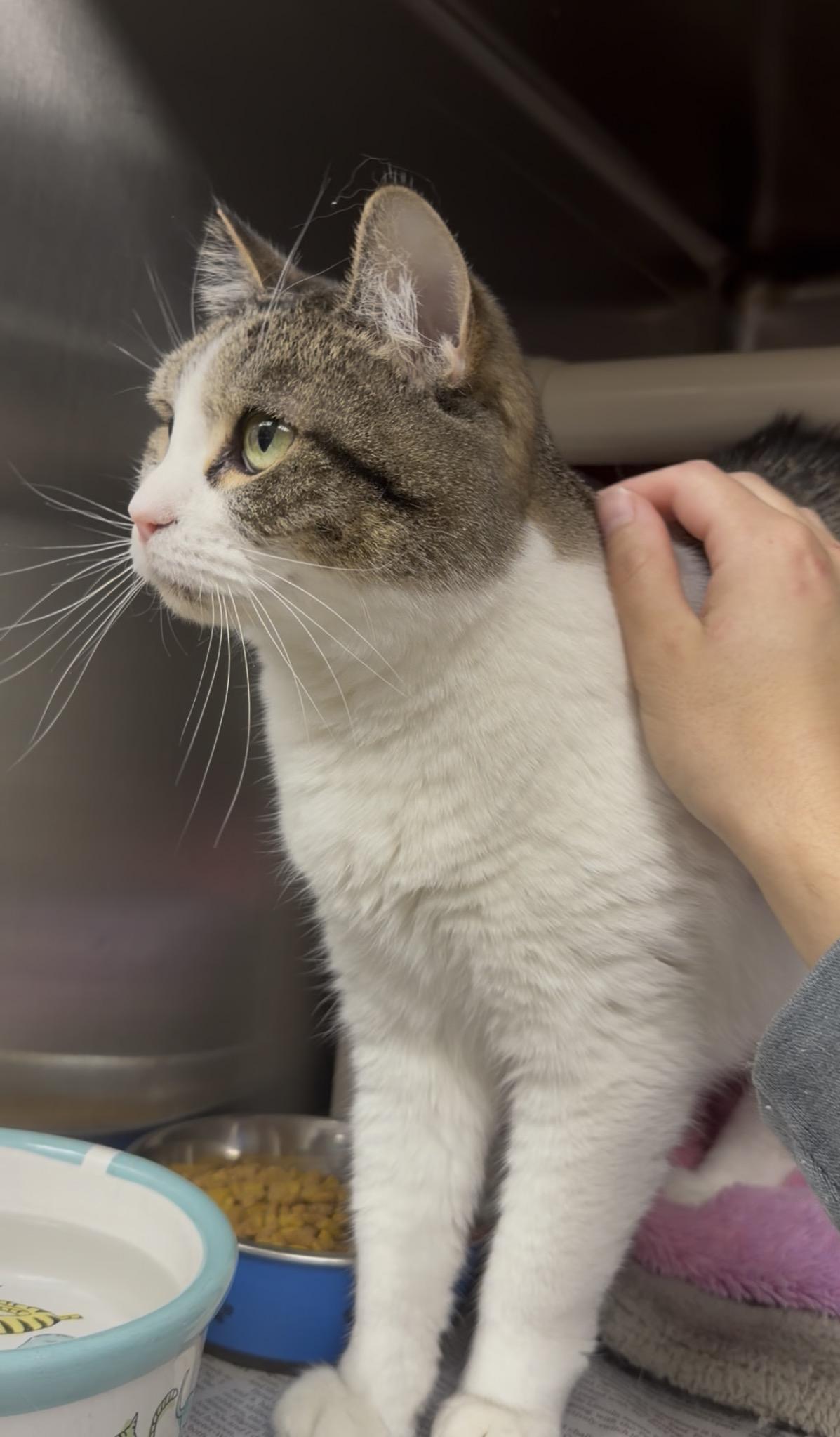 Enlarge Daisy, a Adoptable American Shorthair in North Kingstown, RI image 4/5