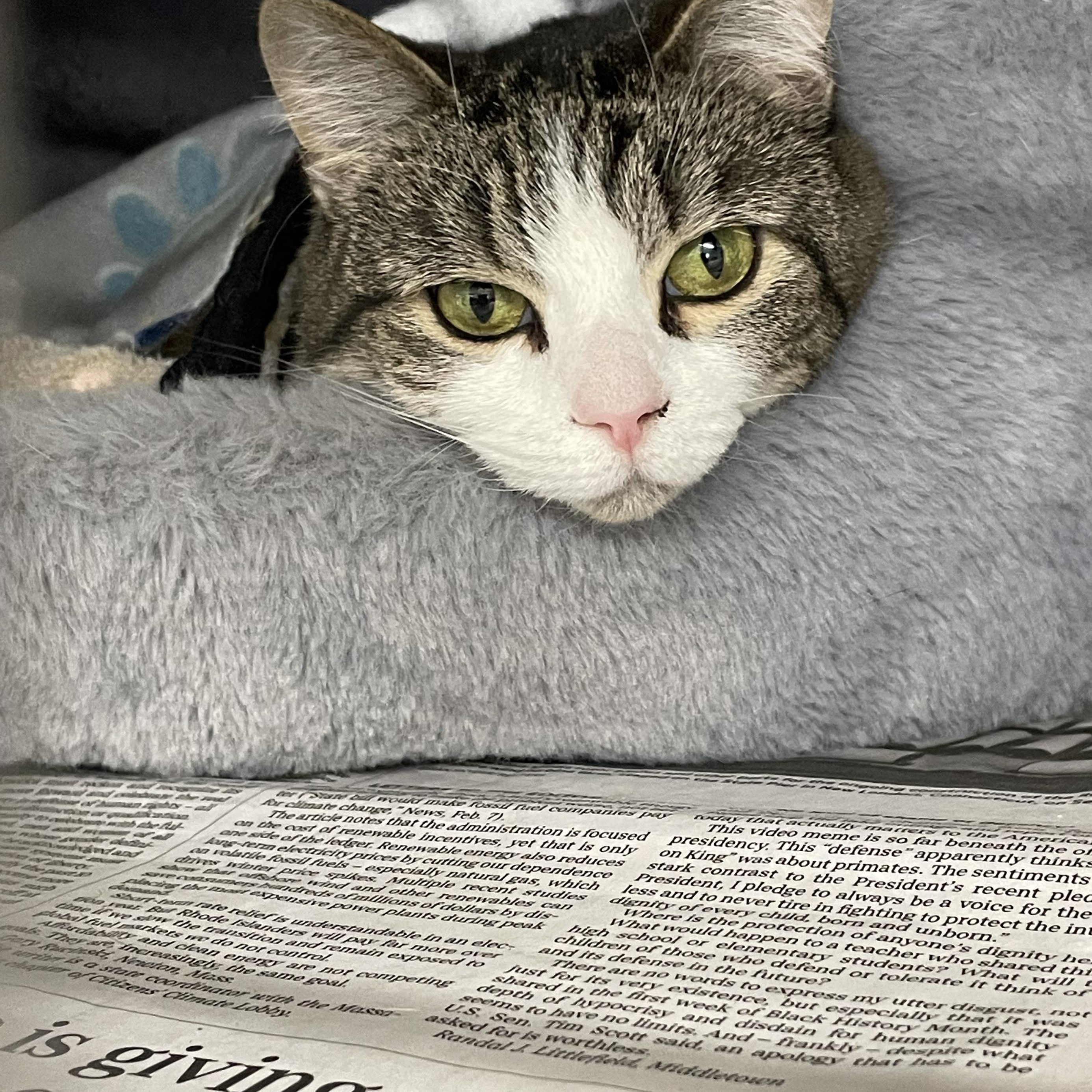 Enlarge Daisy, a Adoptable American Shorthair in North Kingstown, RI image 5/5