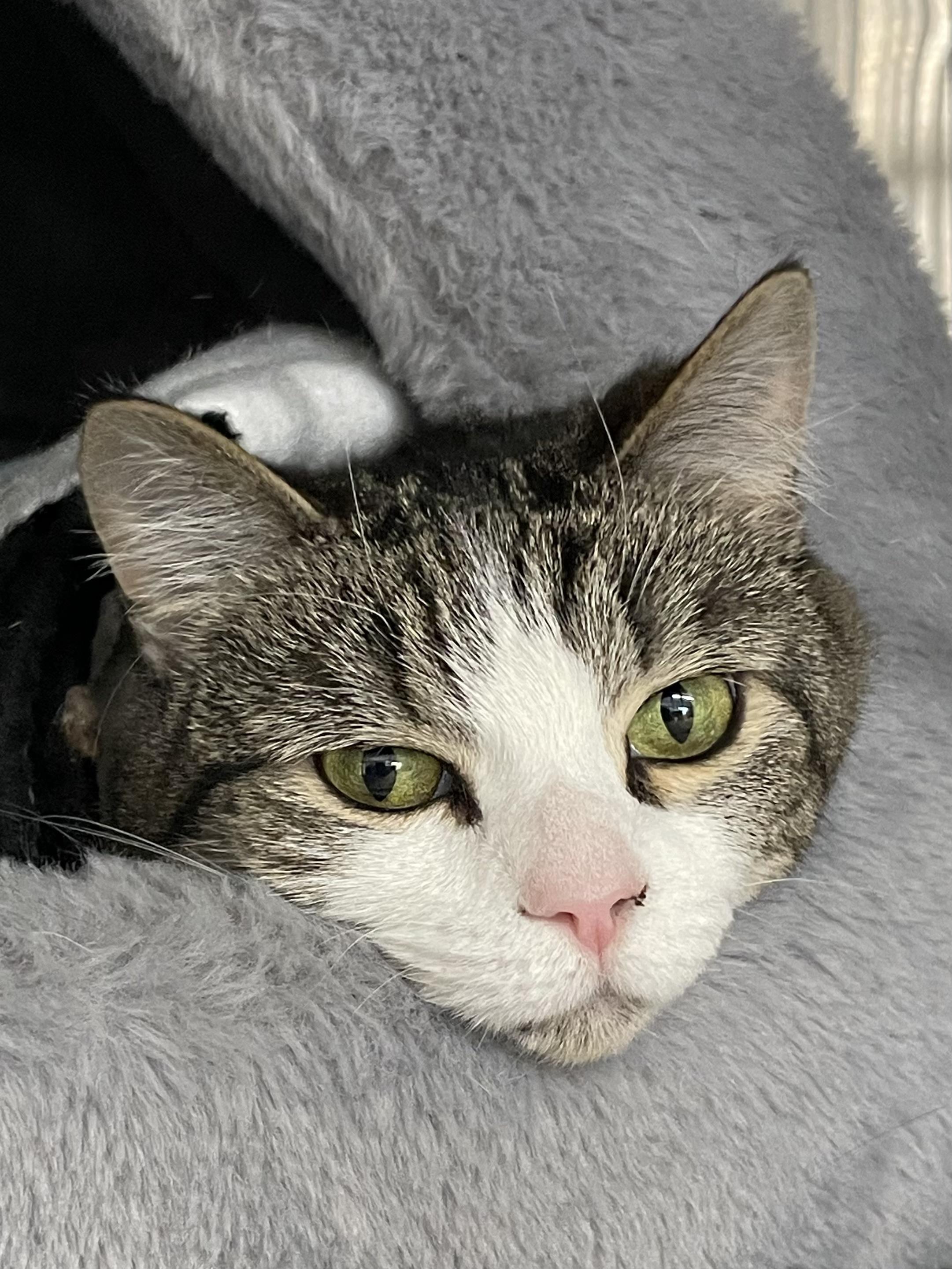 Daisy, Adoptable, Adult Female American Shorthair.