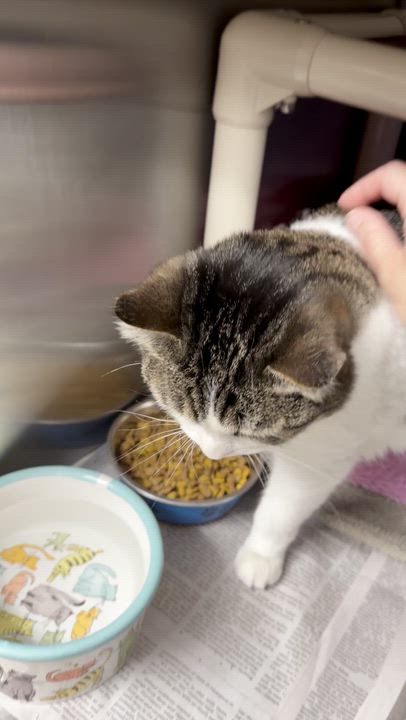 Enlarge Daisy, a Adoptable American Shorthair in North Kingstown, RI video 3/5