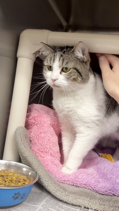 Enlarge Daisy, a Adoptable American Shorthair in North Kingstown, RI video 2/5