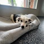 Rylee Ann, Adopted, Adult Female Australian Cattle Dog / Blue Heeler.