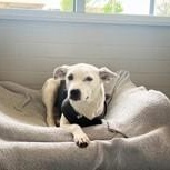 Enlarge Rylee Ann, a Adopted mixed breed in Bentonville, AR image 2/3