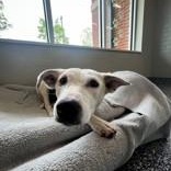 Enlarge Rylee Ann, a Adopted mixed breed in Bentonville, AR image 3/3