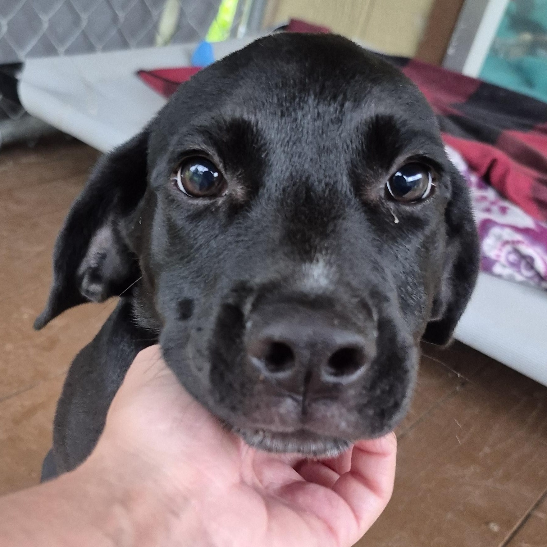 Woody, adopted, Puppy Male Mixed Breed.