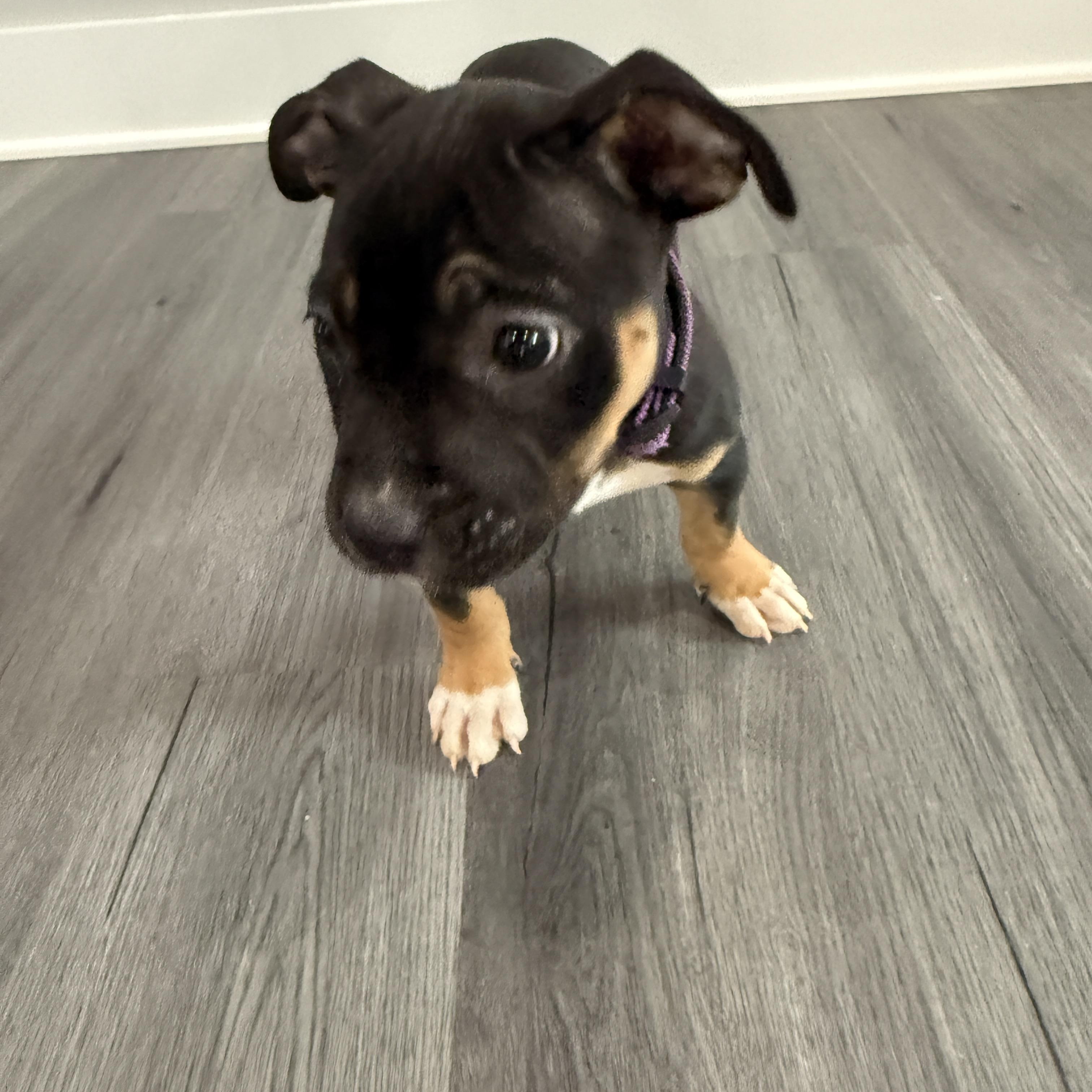 Girl Puppy, an adopted mixed breed in Manassas, VA image 2/4