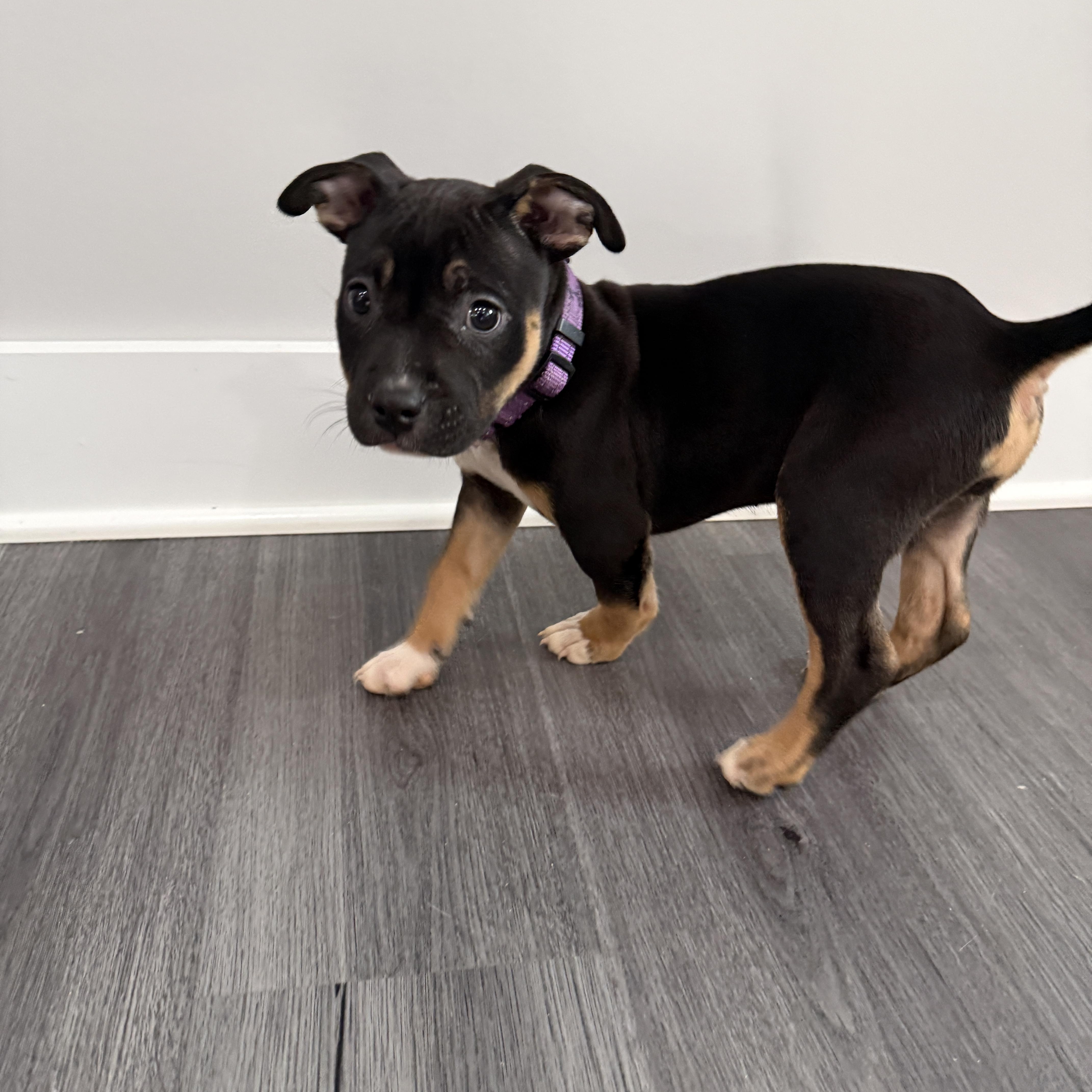 Girl Puppy, an adopted mixed breed in Manassas, VA image 3/4