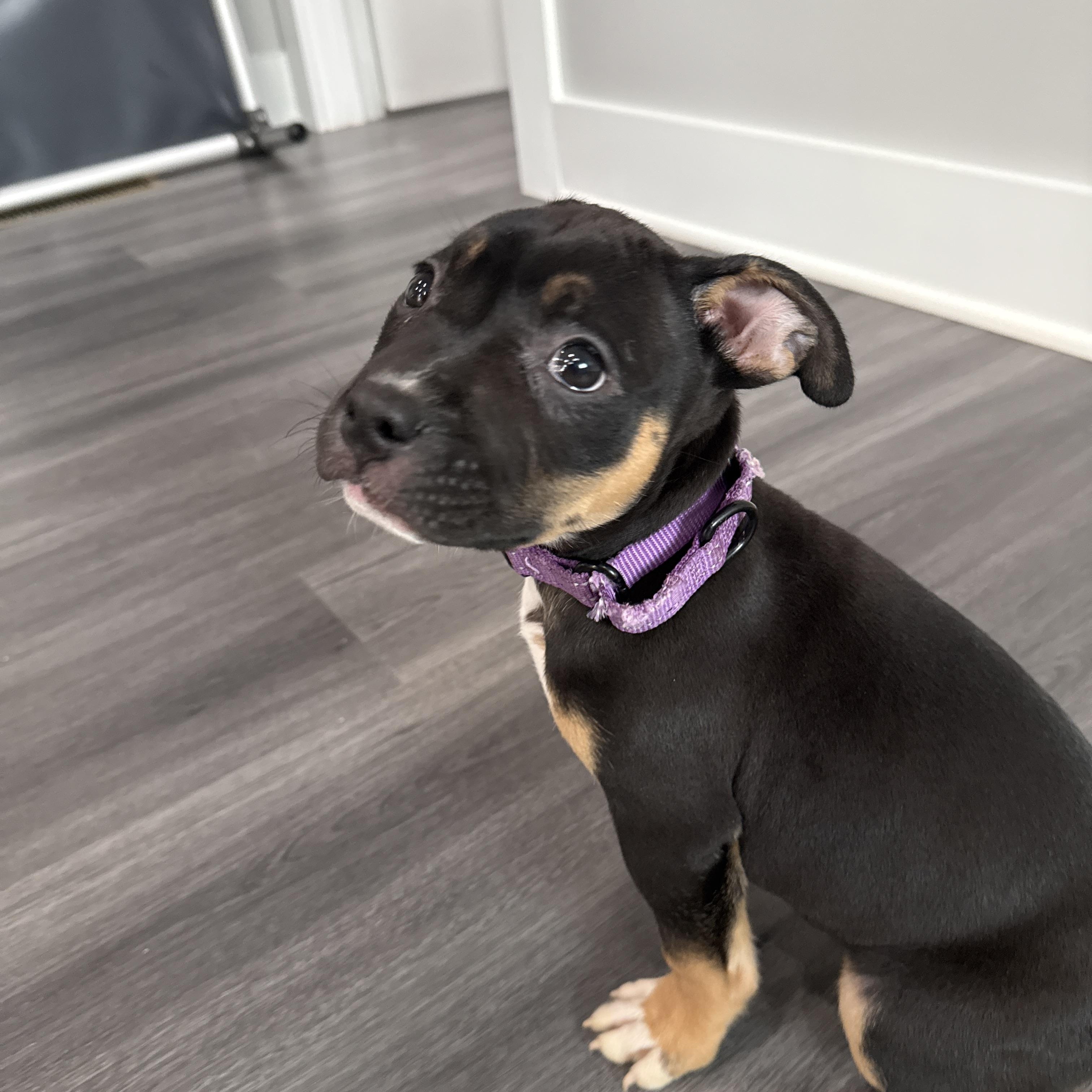 Girl Puppy, adopted, Puppy Female Staffordshire Bull Terrier.