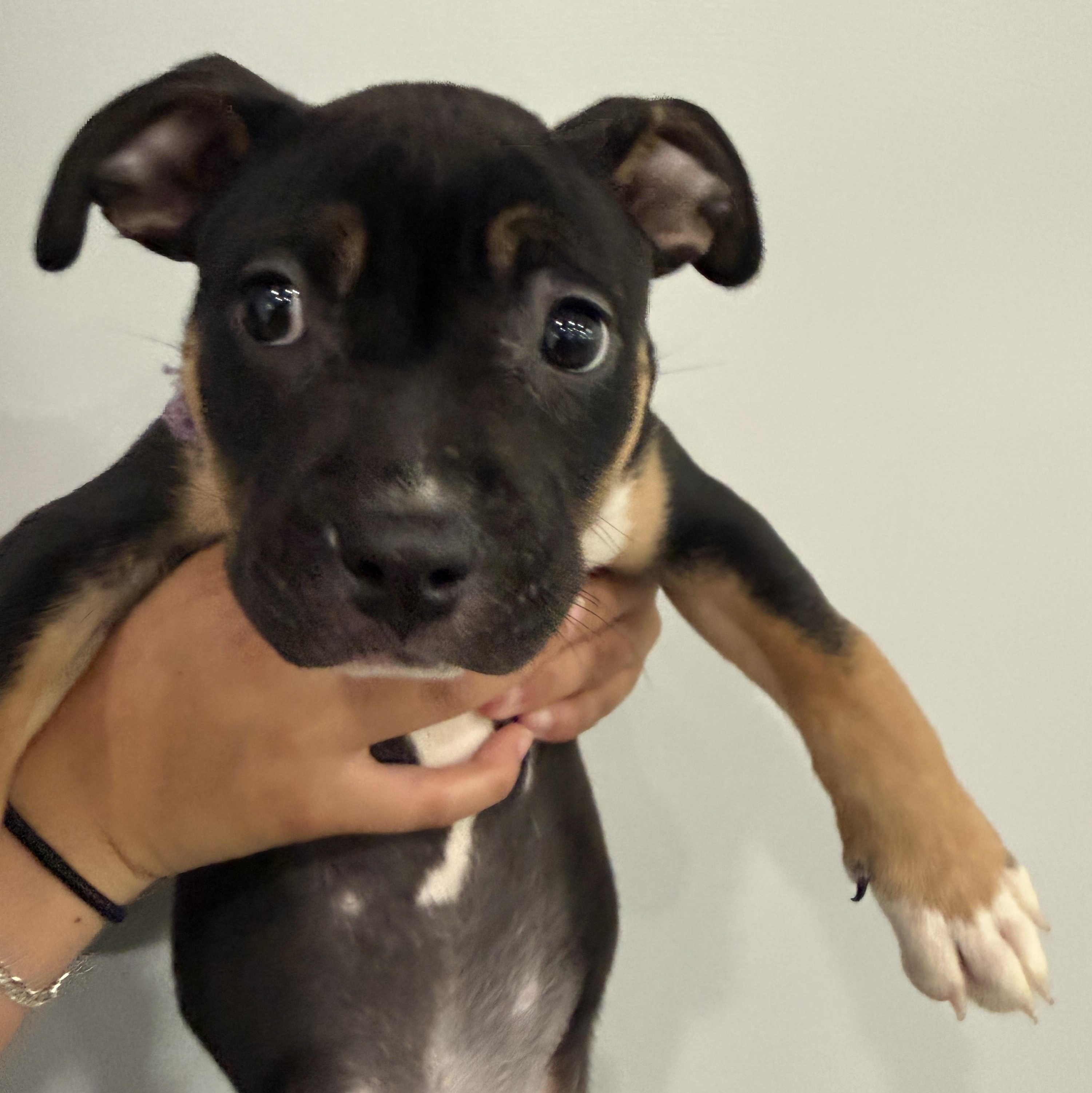 Girl Puppy, an adopted mixed breed in Manassas, VA image 4/4