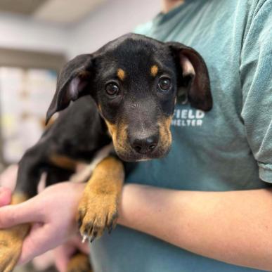Enlarge Tonic, a Adoptable Mixed Breed in Erie, PA image 1/1