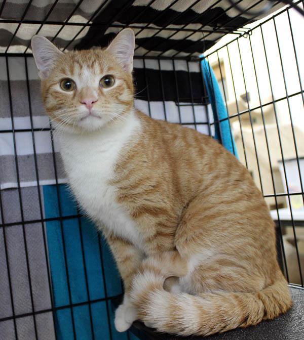Arlo, a ADOPTABLE Domestic Short Hair in Mansfield, MA image 1/2