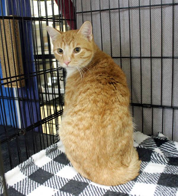 Arlo, a ADOPTABLE Domestic Short Hair in Mansfield, MA image 2/2