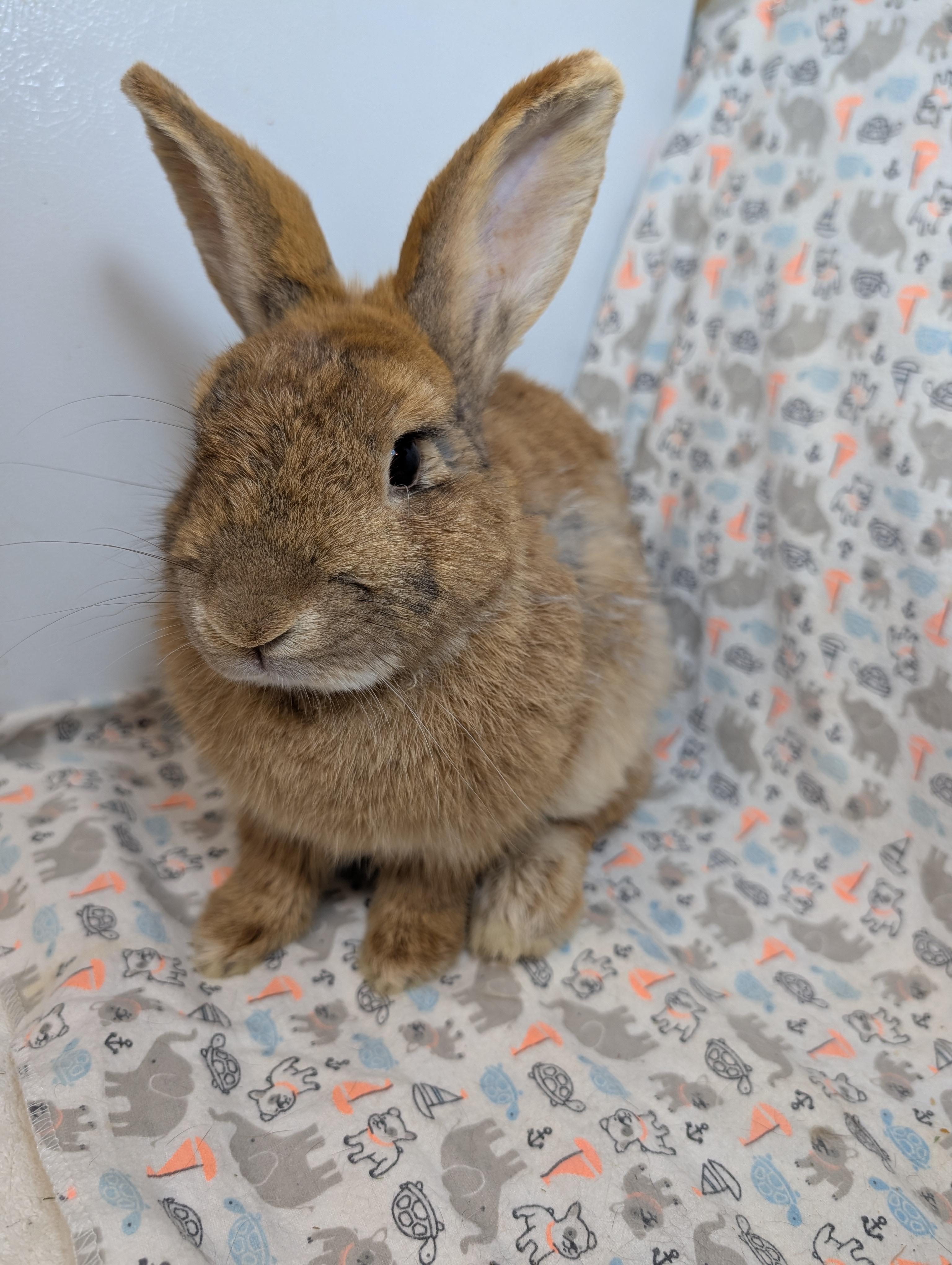 Enlarge Pimento , a Adopted Bunny Rabbit in Lake Elsinore, CA image 2/6
