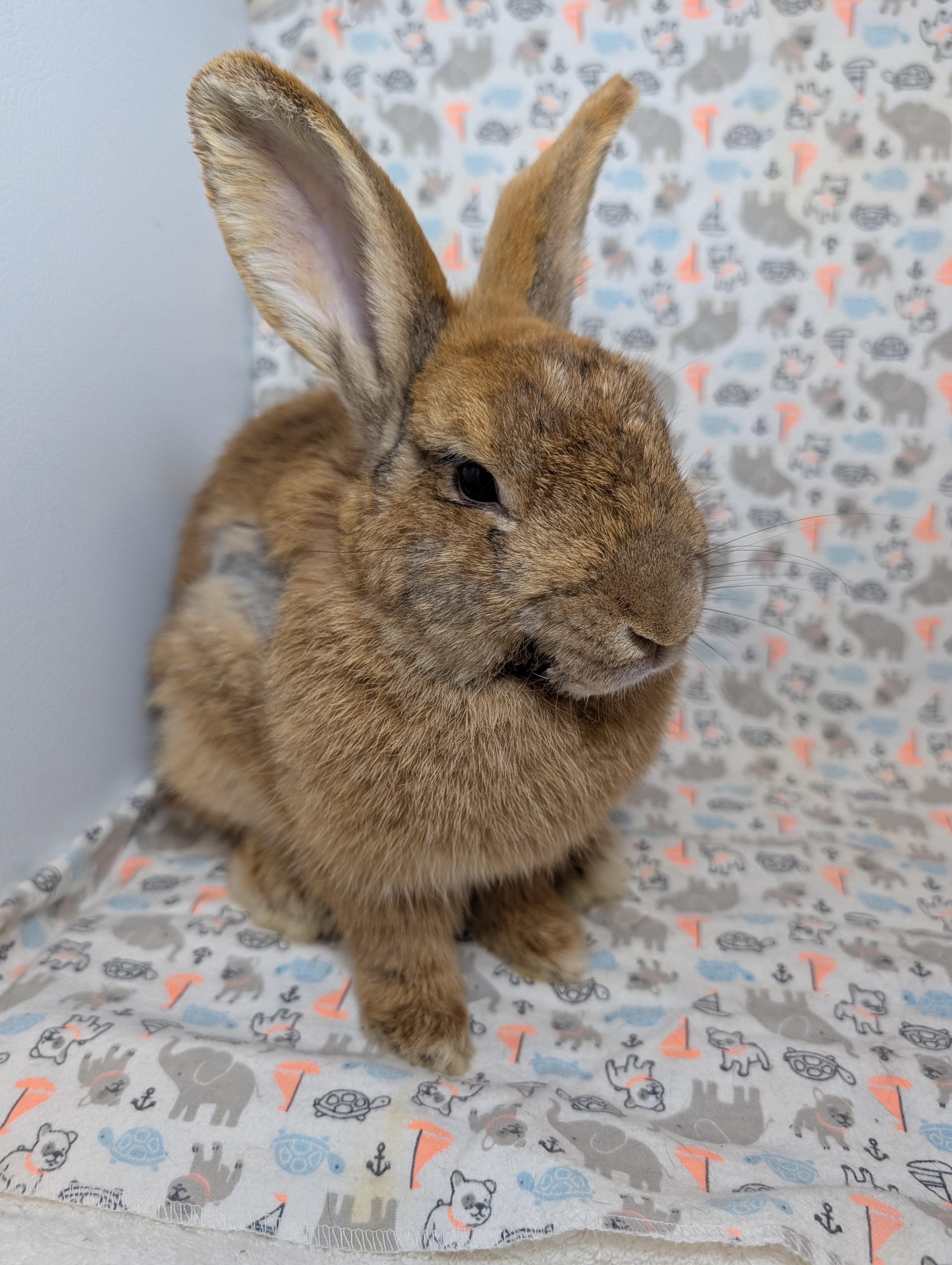 Enlarge Pimento , a Adopted Bunny Rabbit in Lake Elsinore, CA image 3/6