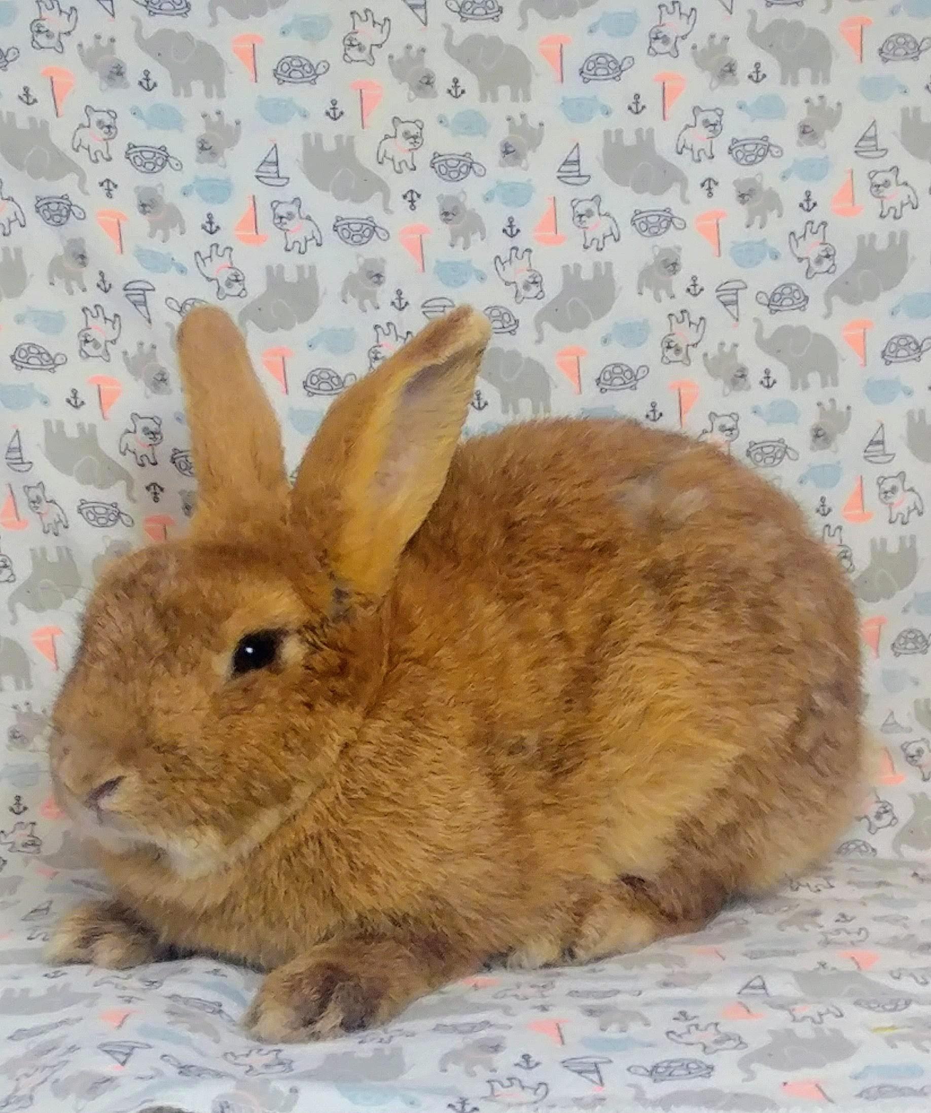 Pimento , Adopted, Adult Male Bunny Rabbit.