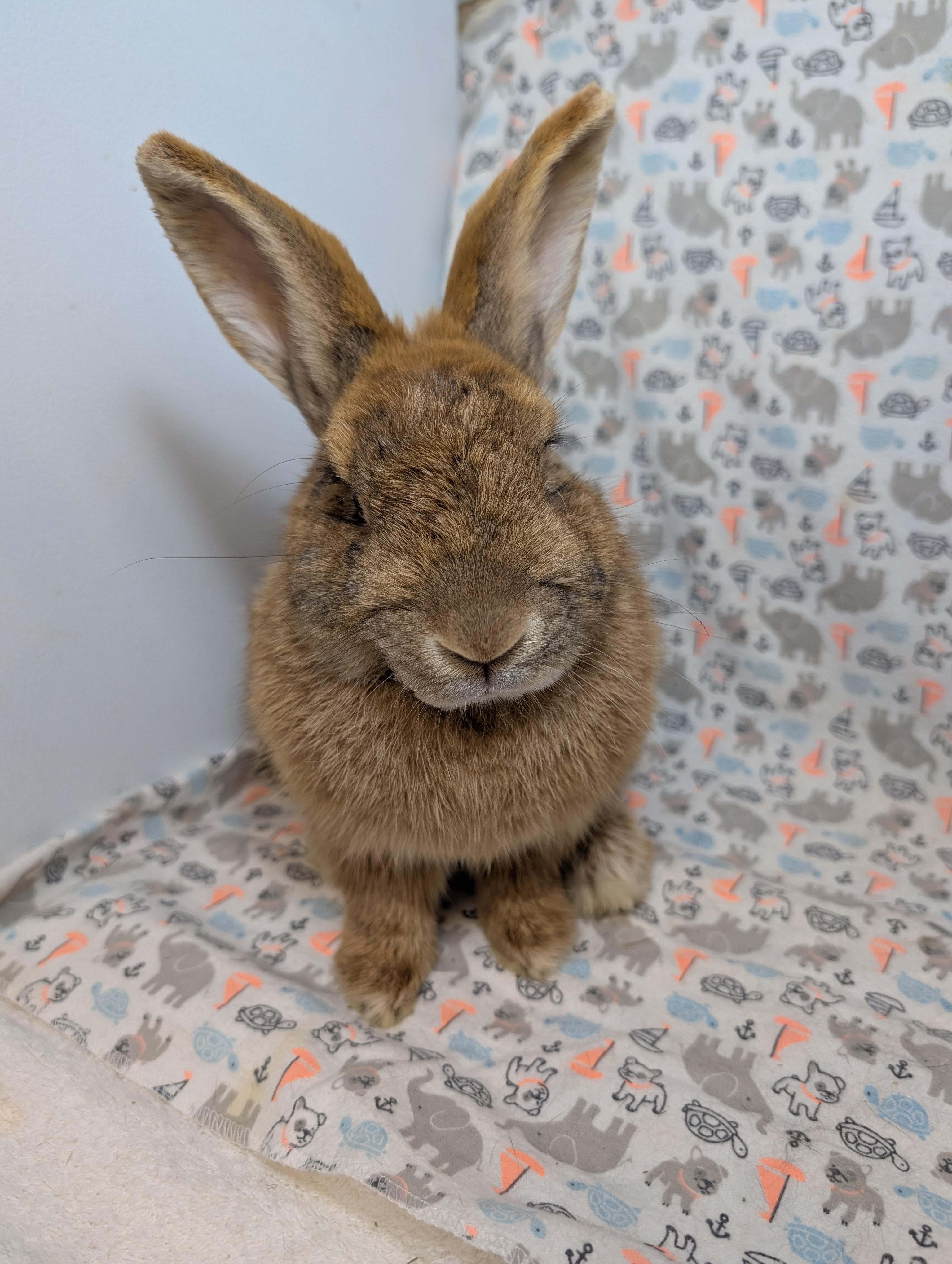 Enlarge Pimento , a Adopted Bunny Rabbit in Lake Elsinore, CA image 4/6