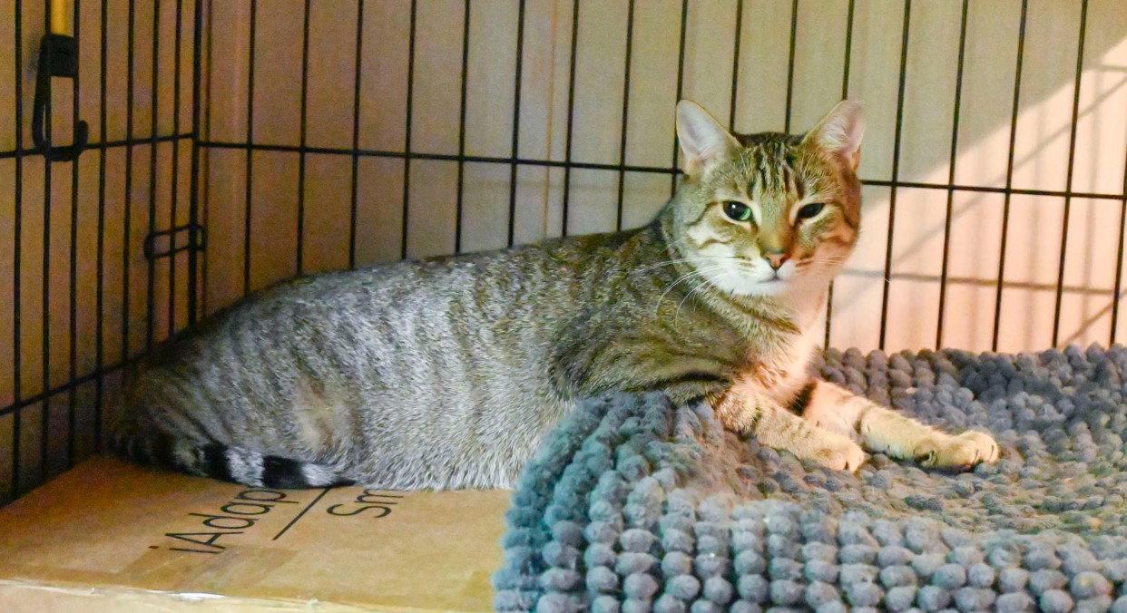 Cocoa (female-black) and Rocky (tabby-male), Adoptable, Adult Female Domestic Short Hair.