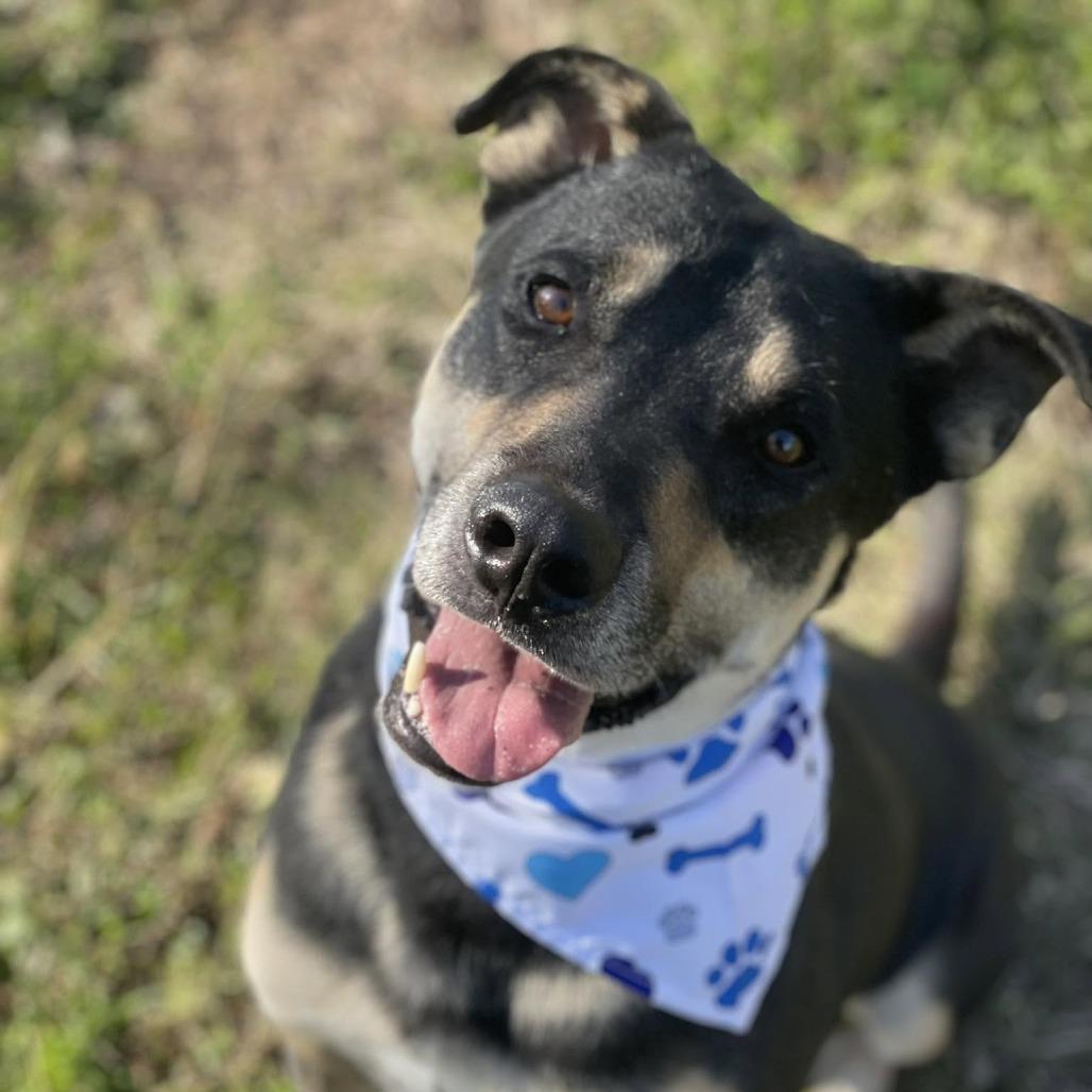 Enlarge Ace, a Adoptable Shepherd in Waggaman, LA image 1/1