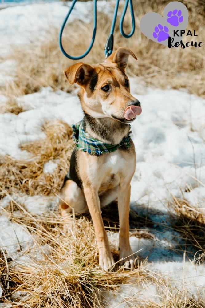 Kung fu - Martial Arts Litter, Adoptable, Young Male Husky & Shepherd.