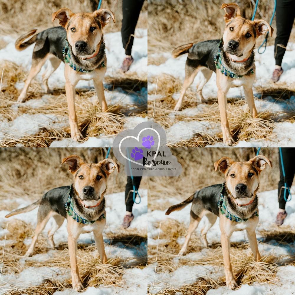 Enlarge Kung fu - Martial Arts Litter, a Adoptable mixed breed in Kenai, AK image 2/6