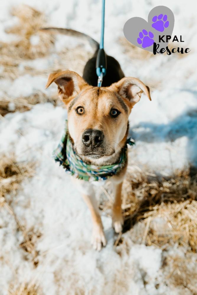 Enlarge Kung fu - Martial Arts Litter, a Adoptable mixed breed in Kenai, AK image 3/6