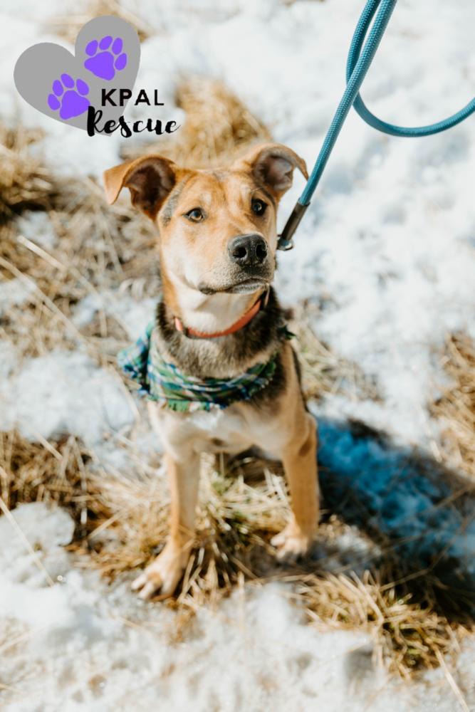 Enlarge Kung fu - Martial Arts Litter, a Adoptable mixed breed in Kenai, AK image 5/6
