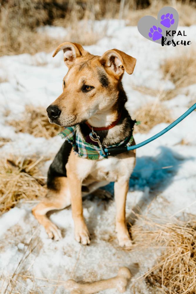 Enlarge Kung fu - Martial Arts Litter, a Adoptable mixed breed in Kenai, AK image 6/6