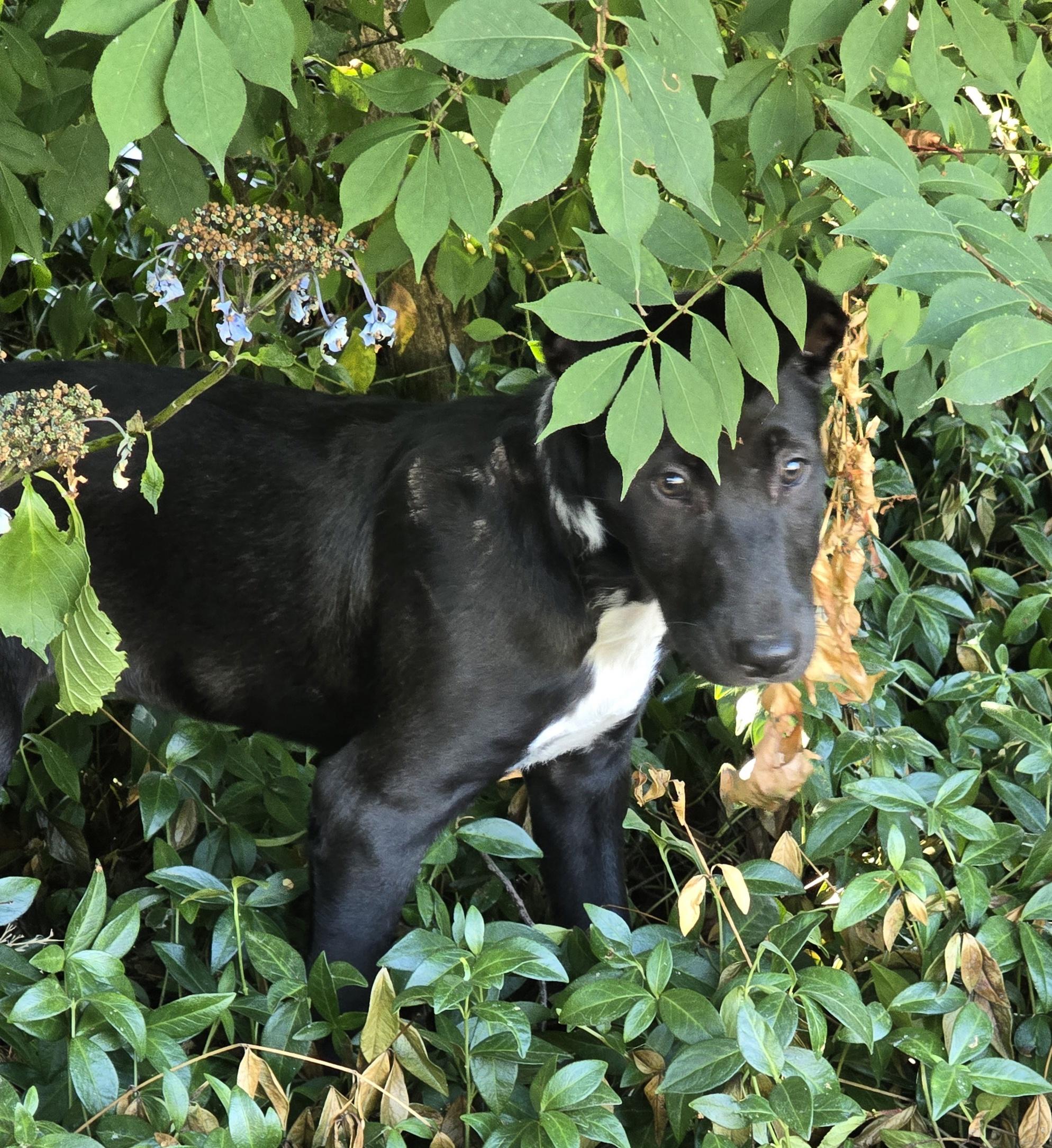Enlarge CINDER - BR, a Adoptable mixed breed in Burlington, WA image 5/6