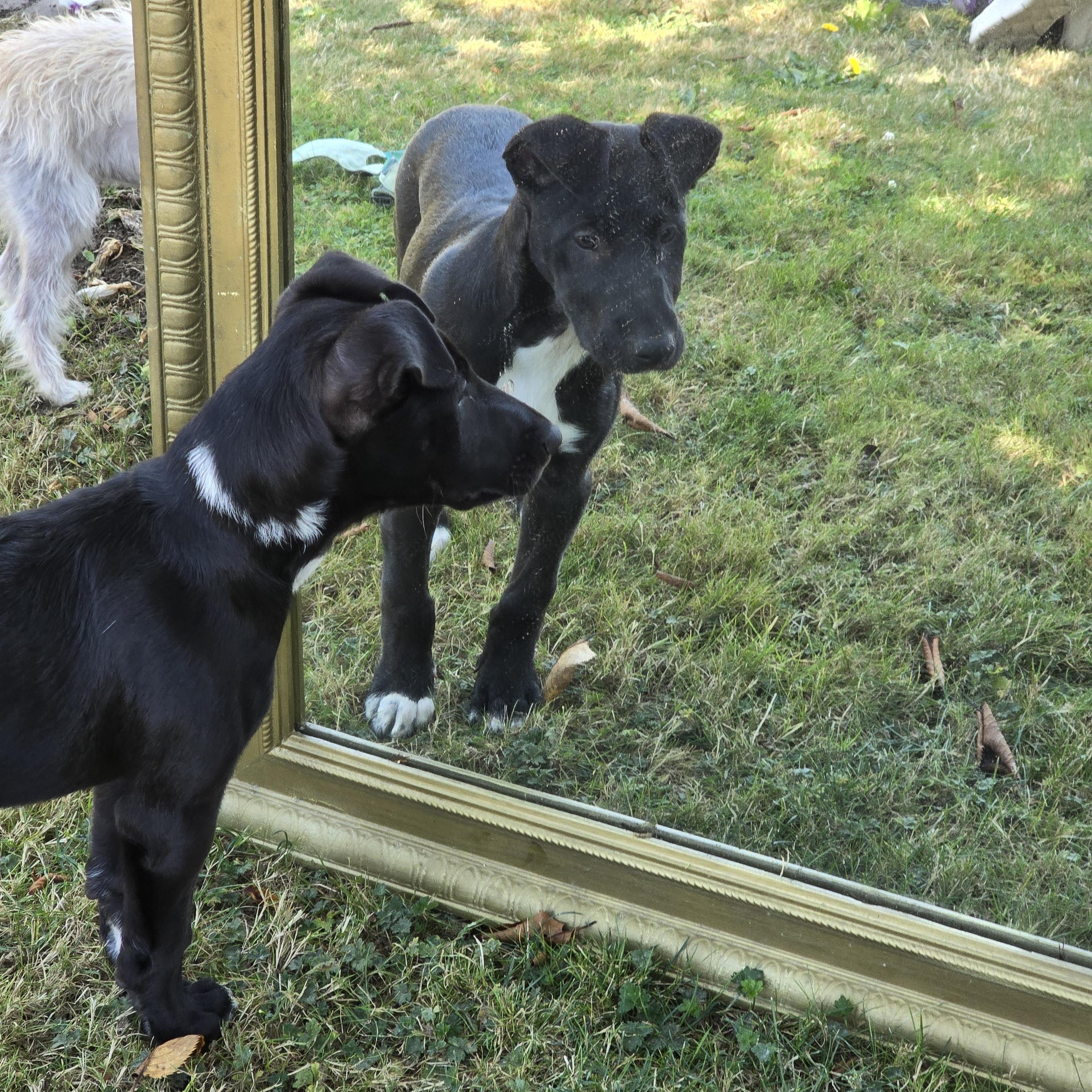 Enlarge CINDER - BR, a Adoptable mixed breed in Burlington, WA image 4/6