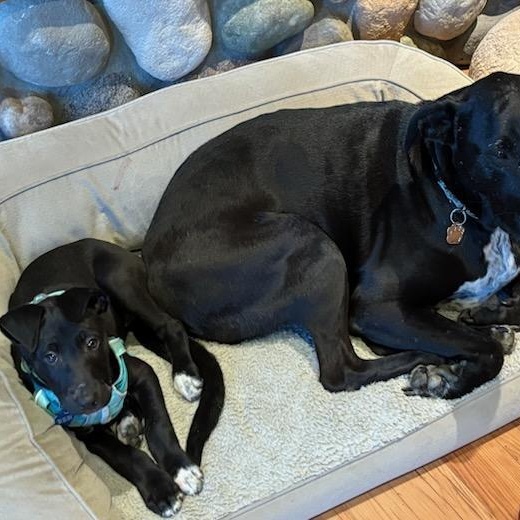 Enlarge CINDER - BR, a Adoptable mixed breed in Burlington, WA image 2/6