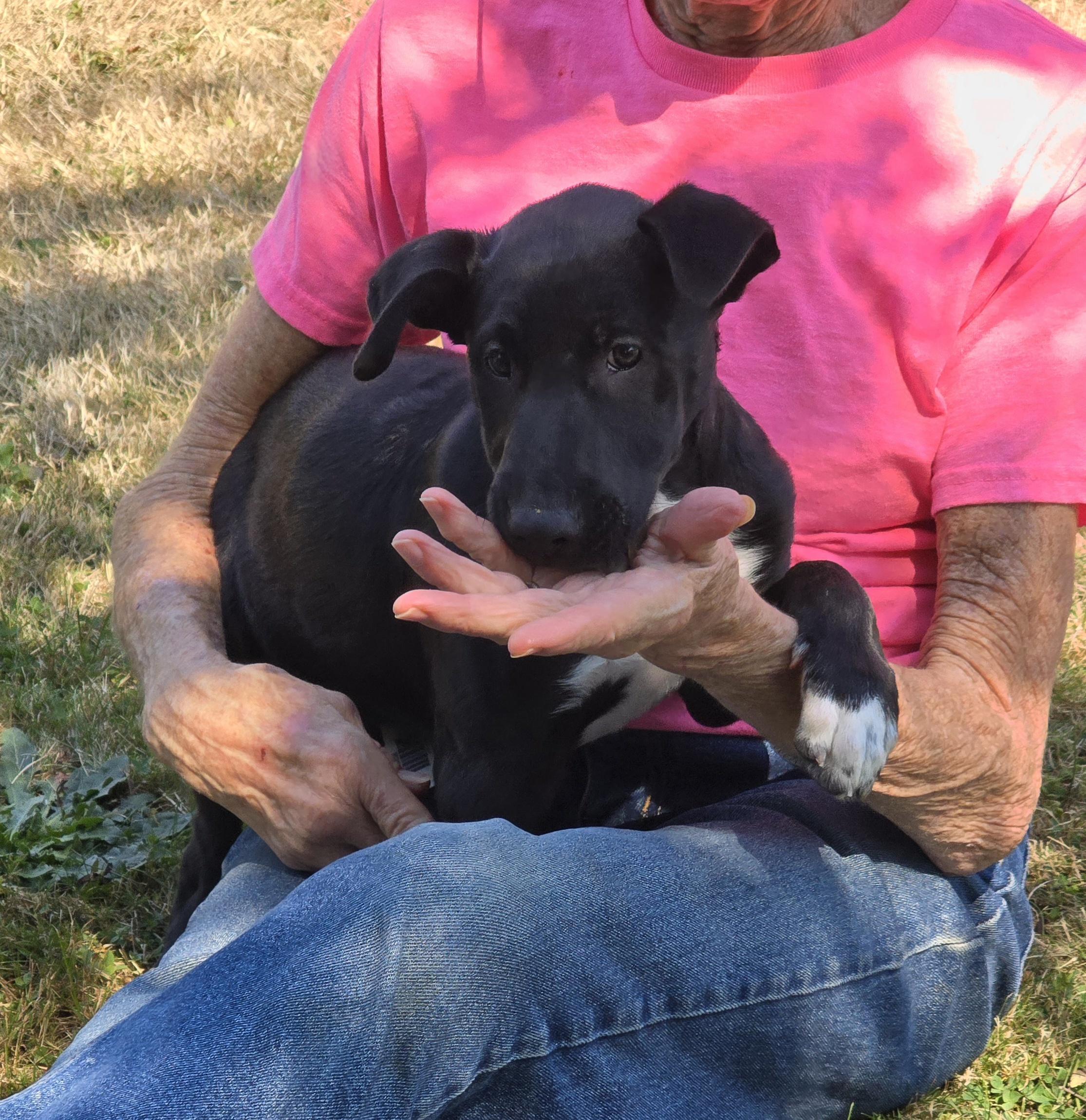 CINDER - BR, Adoptable, Puppy Female Whippet & Black Labrador Retriever.