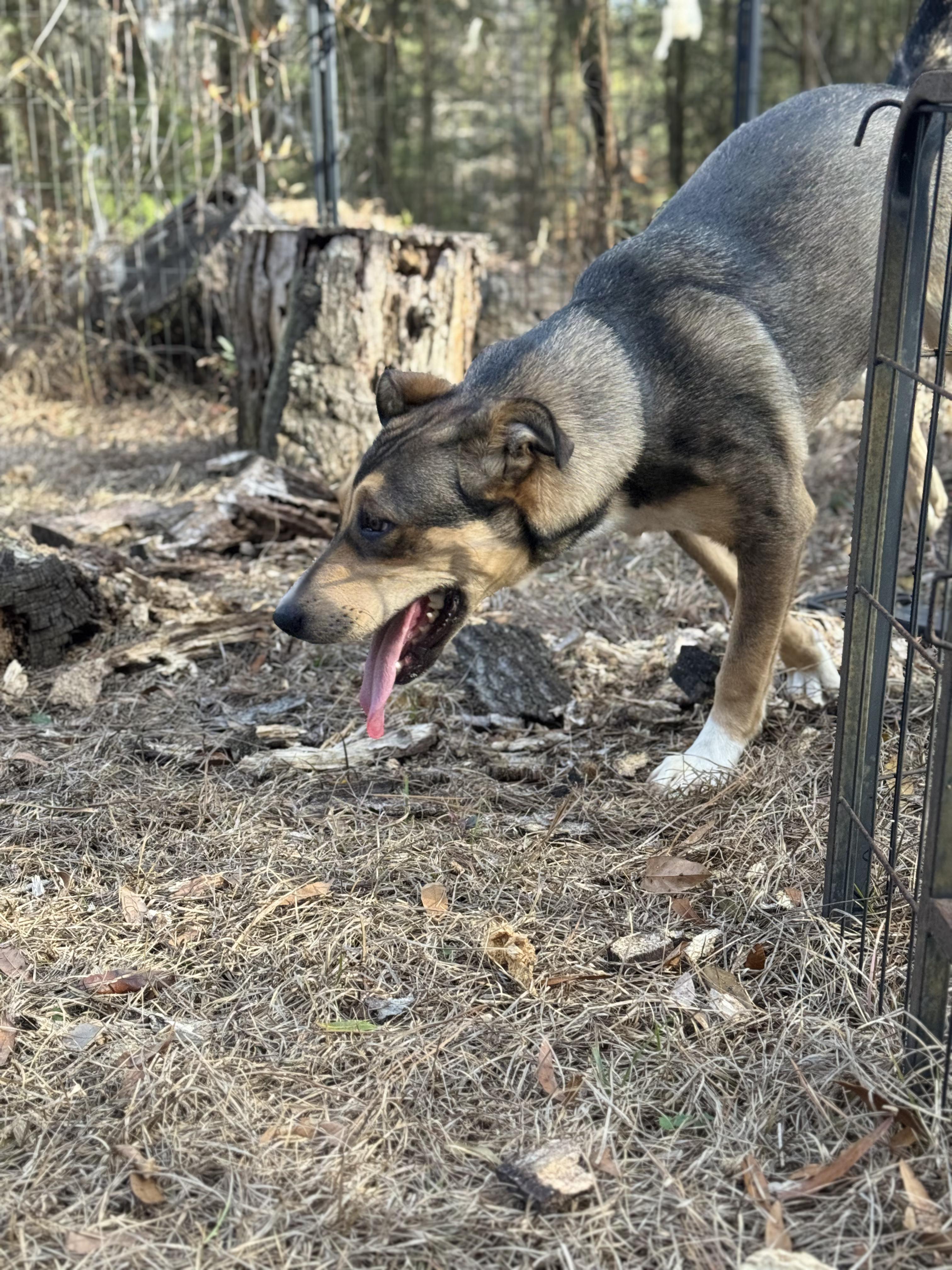 ARSON MUFFIN — thumbnail 3