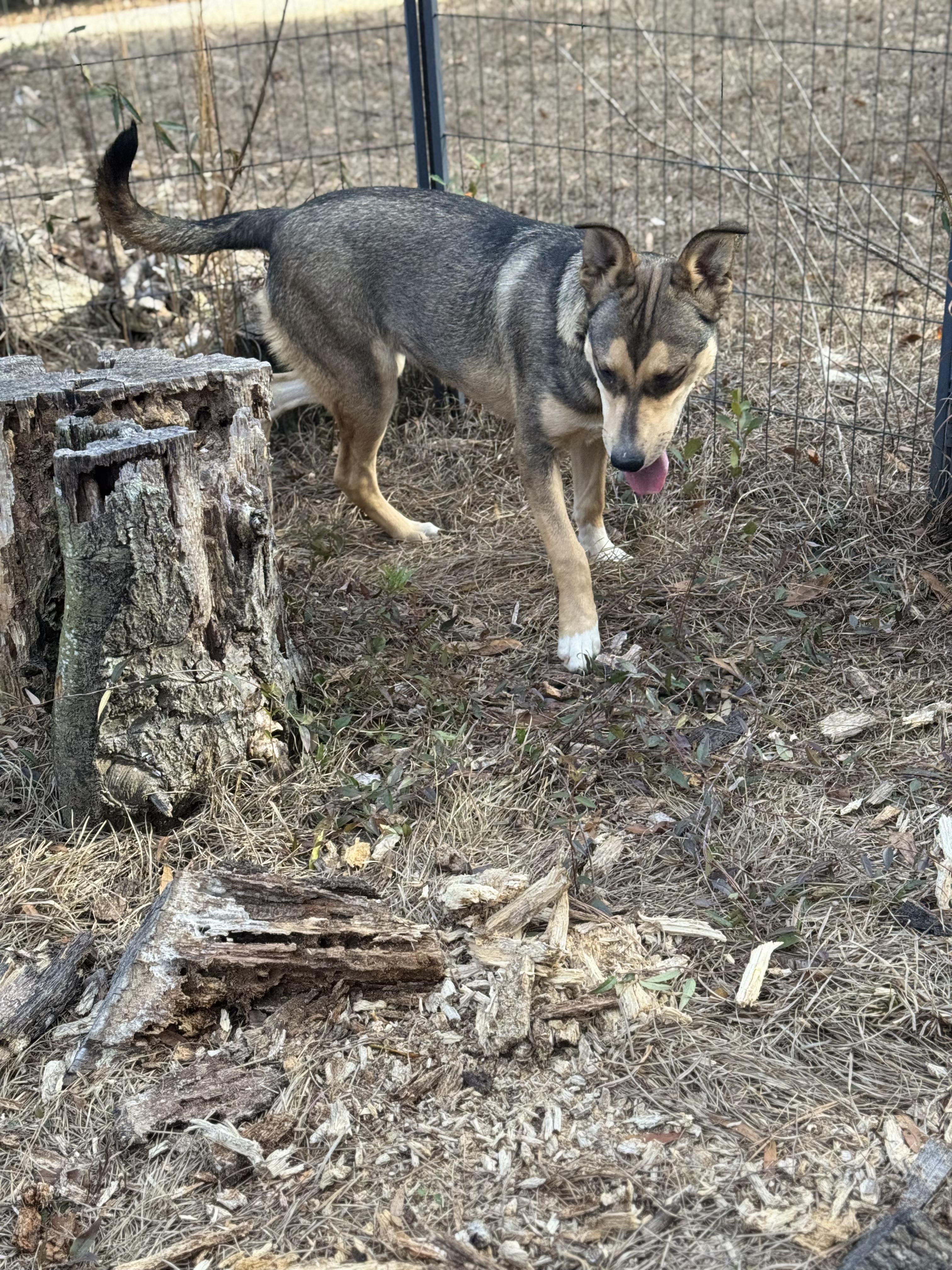 ARSON MUFFIN — thumbnail 5