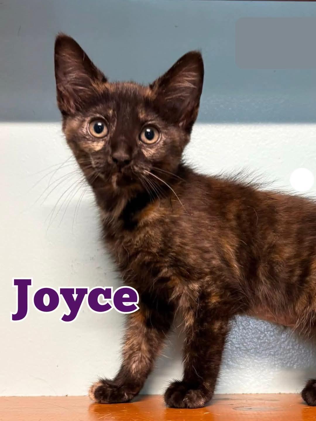 Joyce, ADOPTABLE, Young Female Tortoiseshell.