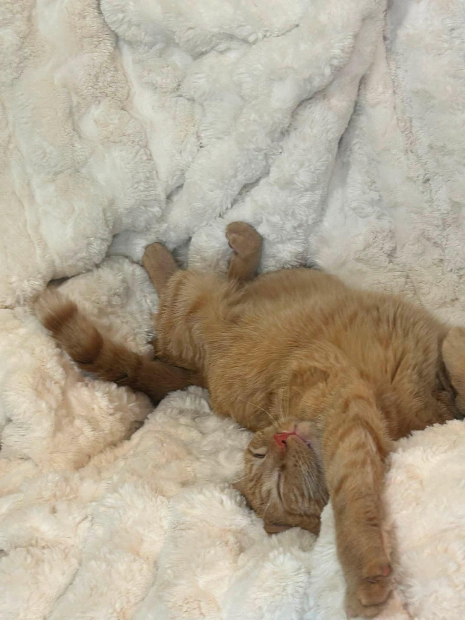 Enlarge Nacho, a Adoptable Domestic Short Hair in Pocatello, ID image 2/6