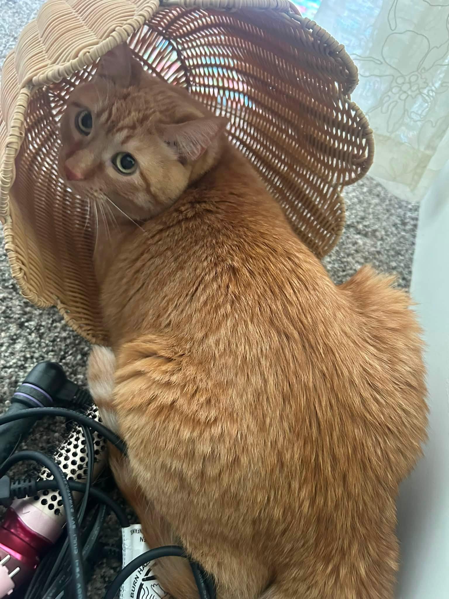Enlarge Nacho, a Adoptable Domestic Short Hair in Pocatello, ID image 4/6
