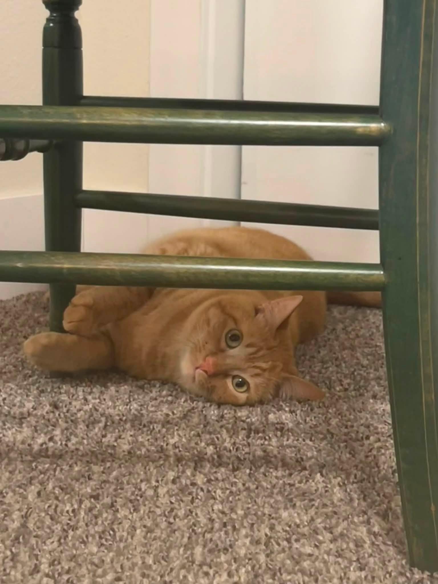 Nacho, Adoptable, Adult Male Domestic Short Hair.