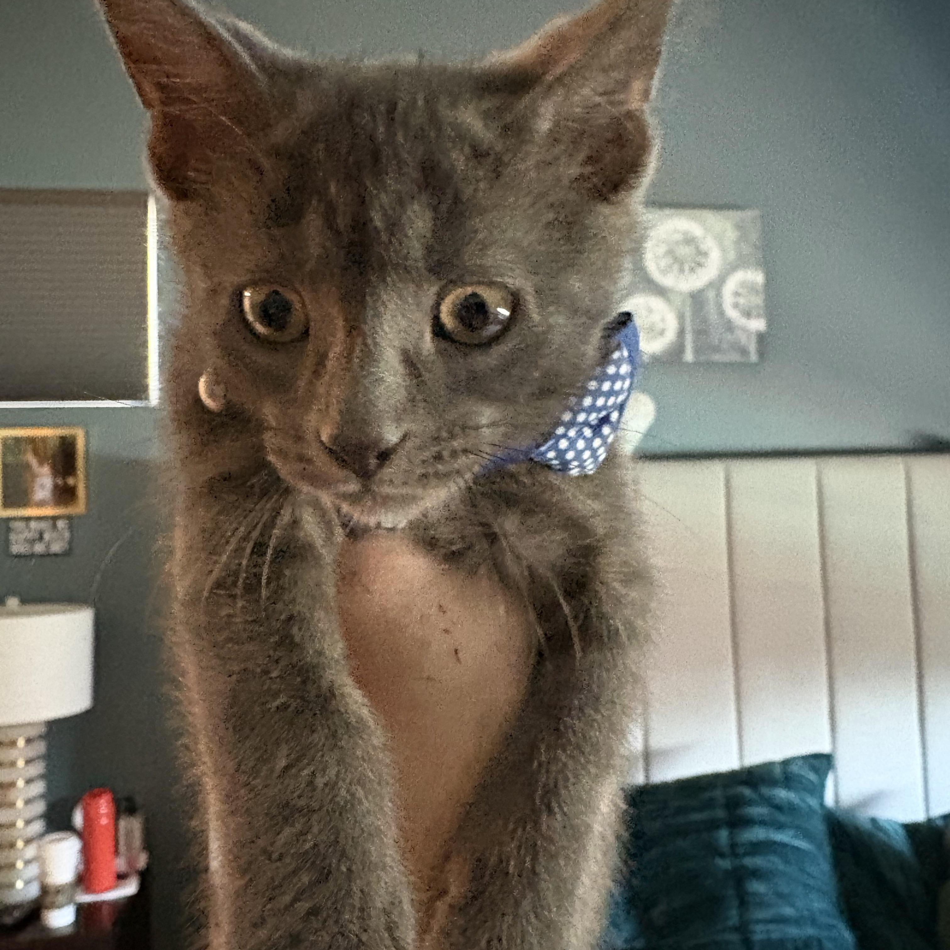 Bleu, ADOPTABLE, Kitten Male Russian Blue & Domestic Short Hair.