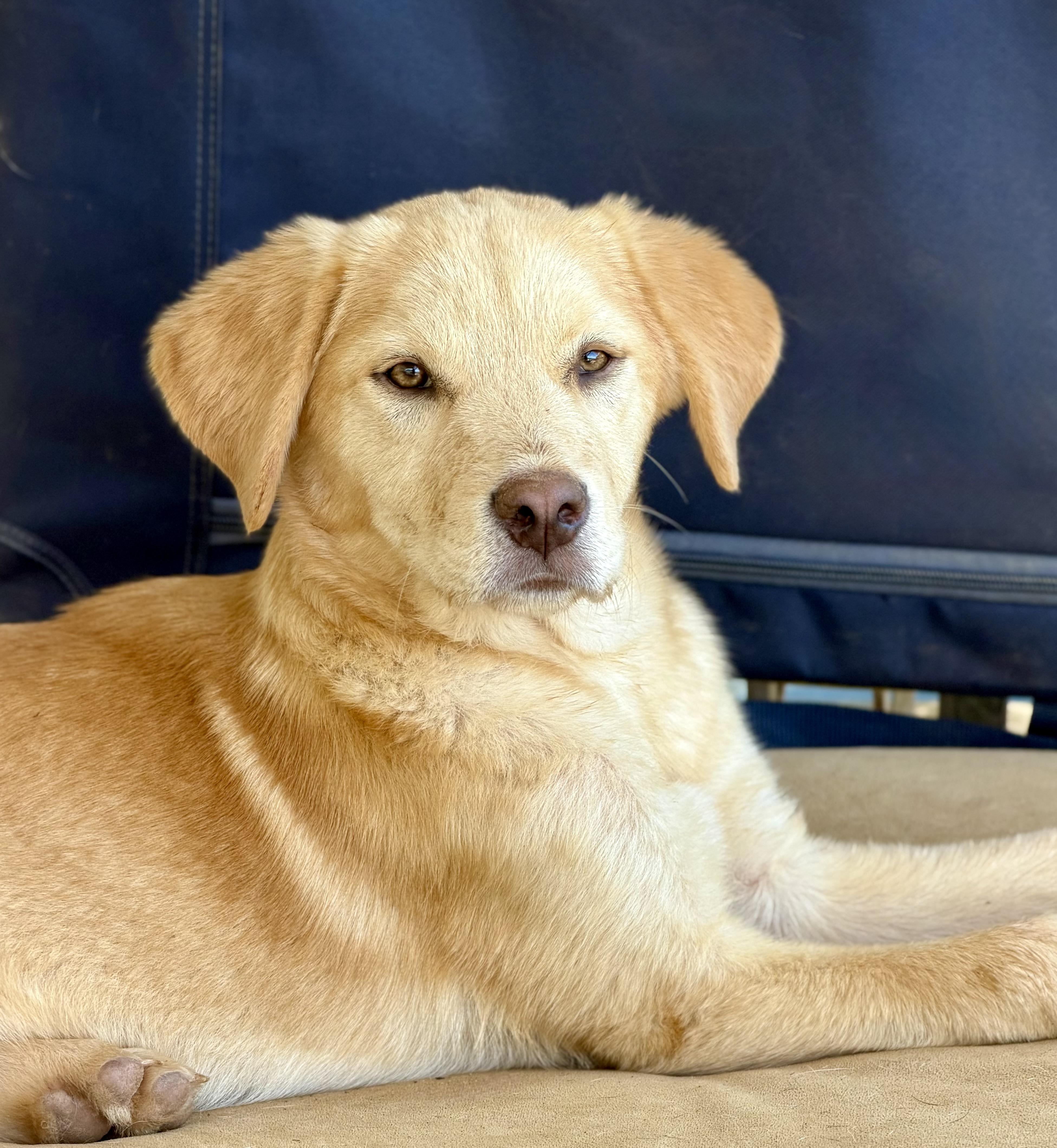 Glassie, an adopted mixed breed in San Diego, CA image 2/5